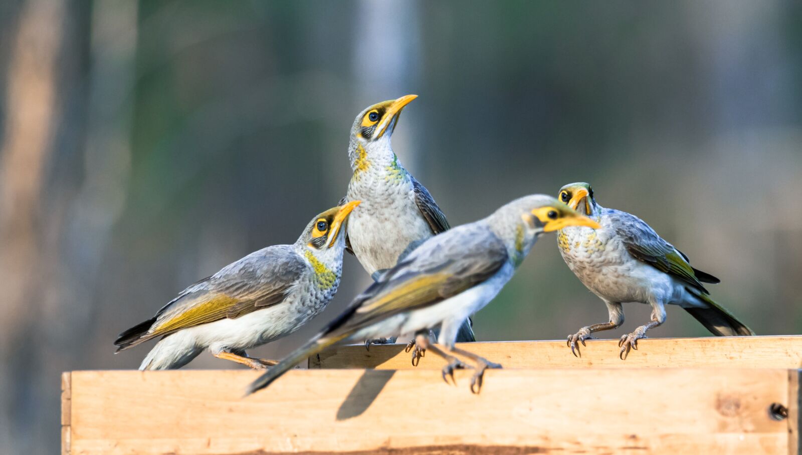 Canon EOS 80D sample photo. Birds, wildlife, nature photography
