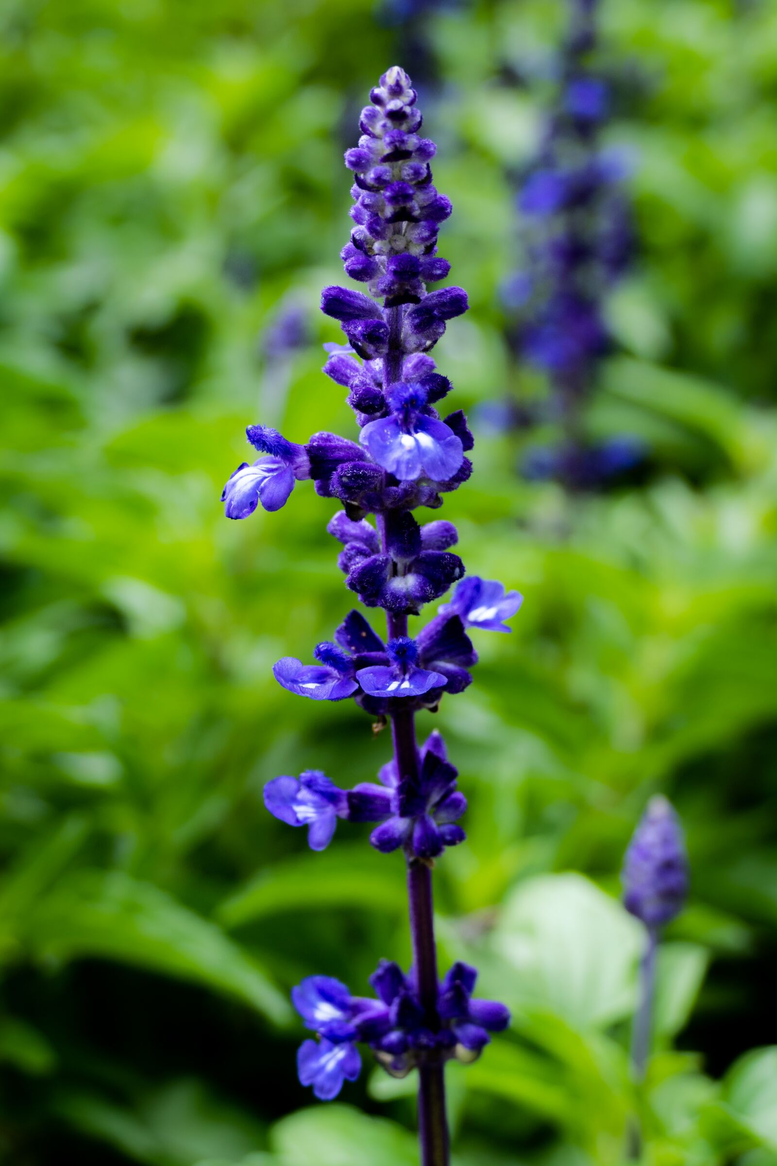 Panasonic Lumix DMC-FZ1000 sample photo. Purple, lavender, nature photography