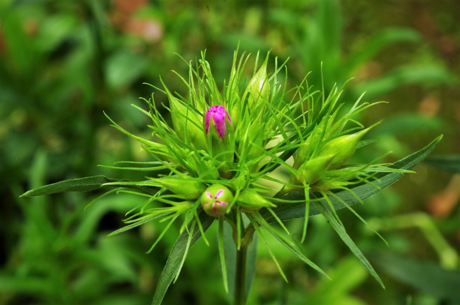 Pentax K-50 sample photo. Flower, carnation, red carnation photography