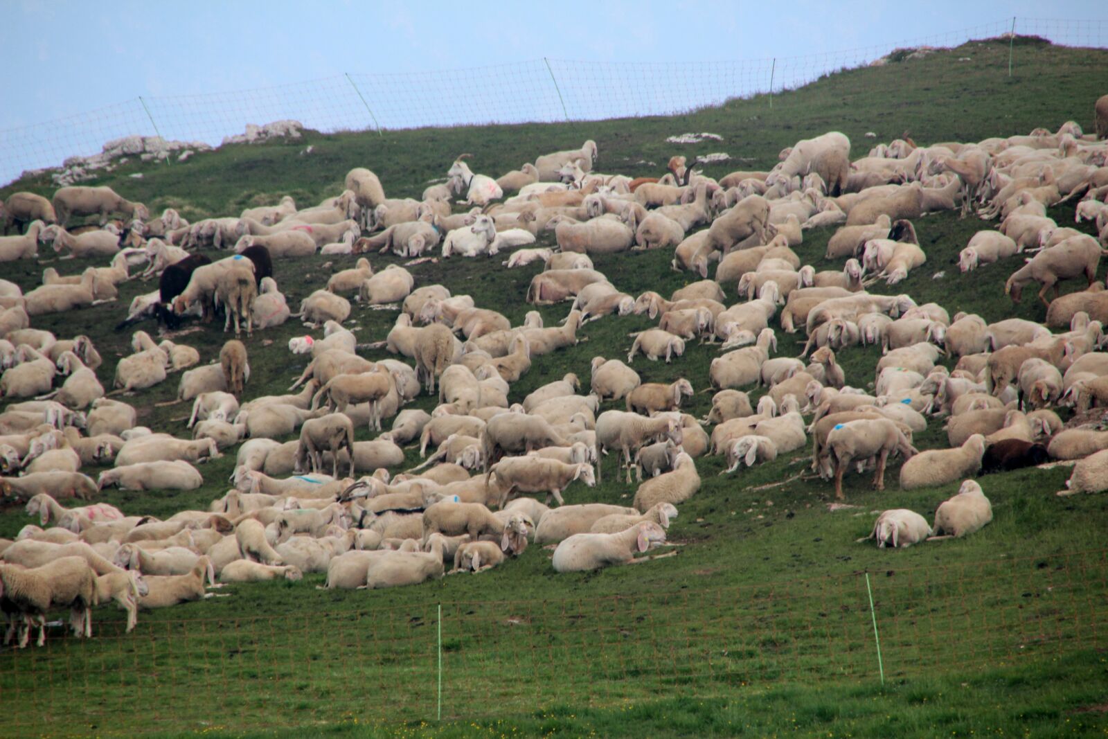 Canon EOS 600D (Rebel EOS T3i / EOS Kiss X5) sample photo. Flock of sheep, sheep photography