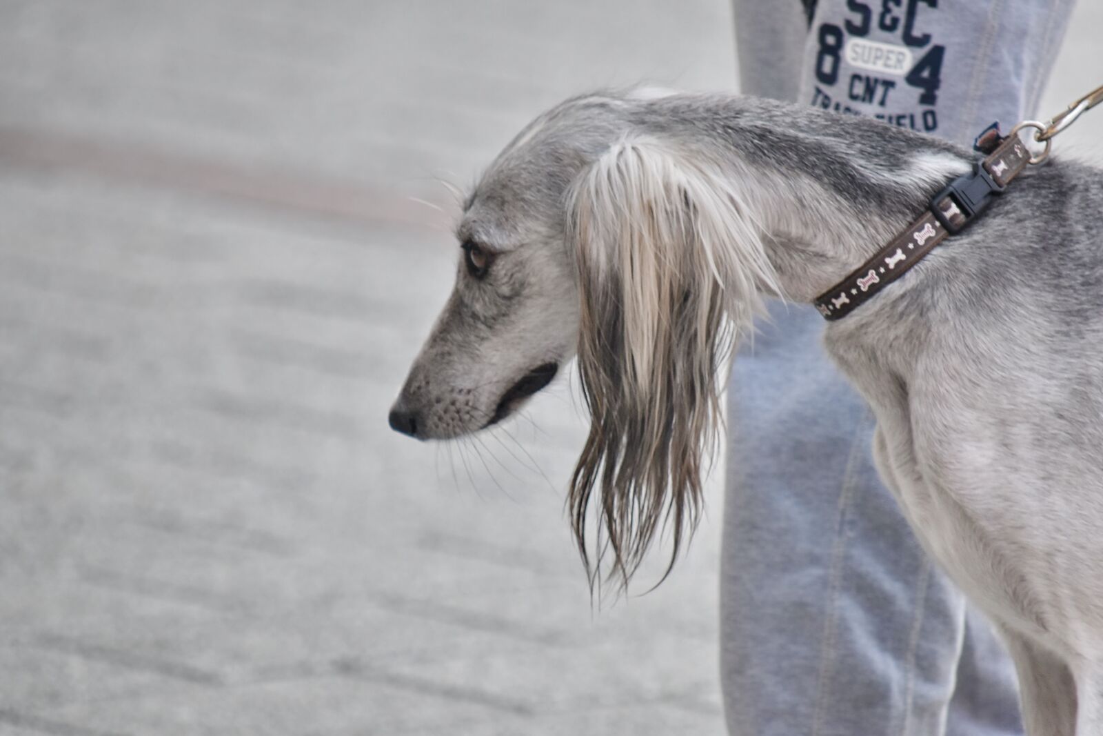 Nikon D5500 sample photo. Grey, hunting dog, hound photography