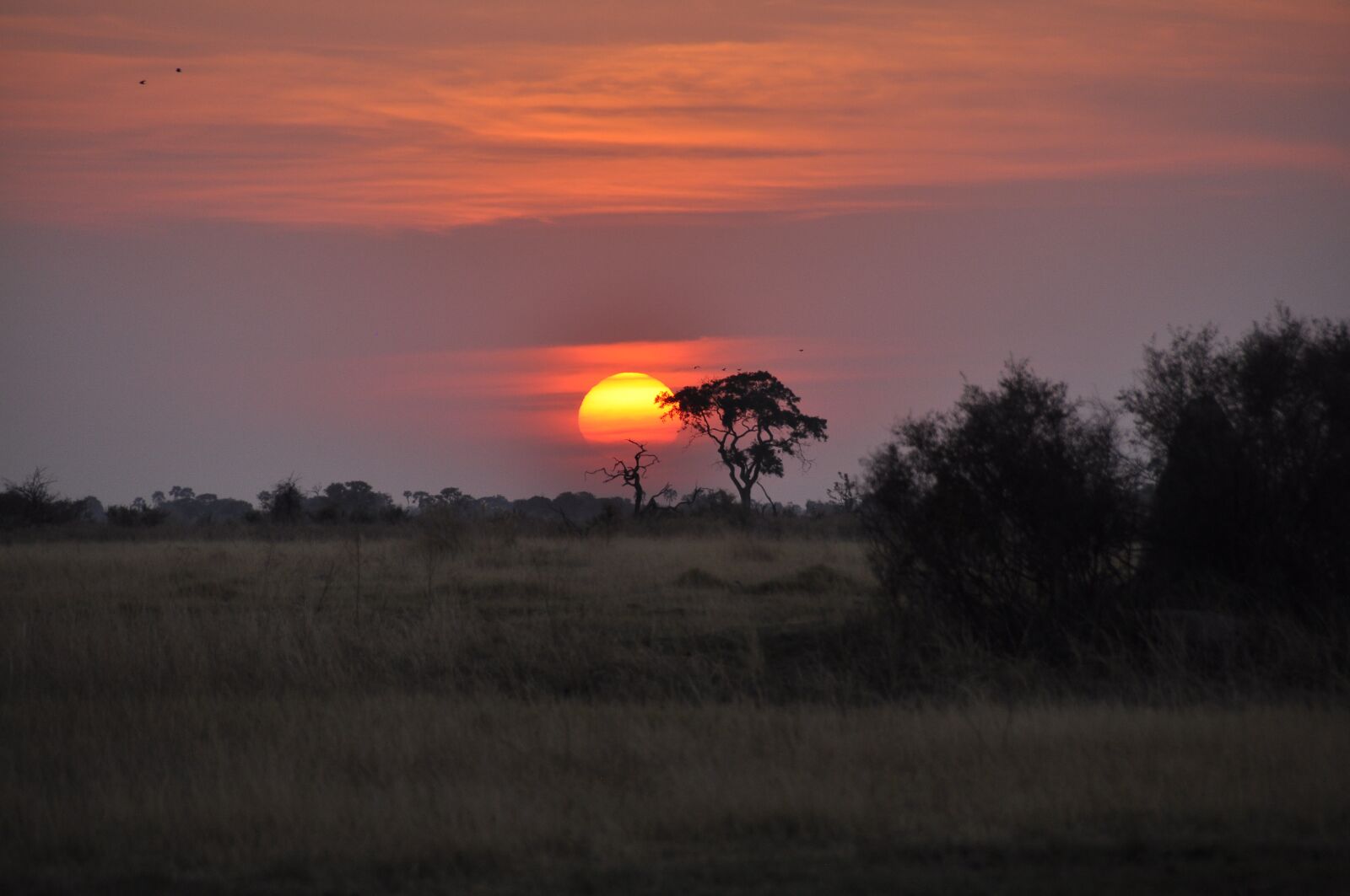 Nikon D90 sample photo. Sunset, botswana, okavango photography