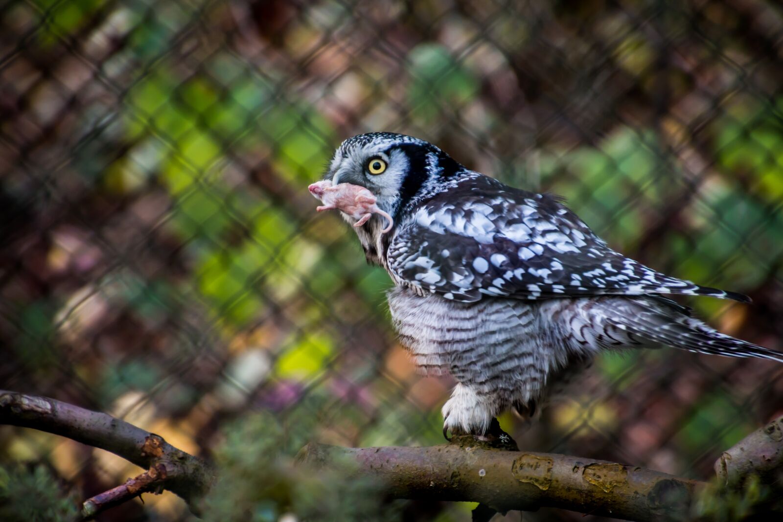 Canon EOS 70D sample photo. Owl, eat, hunt photography