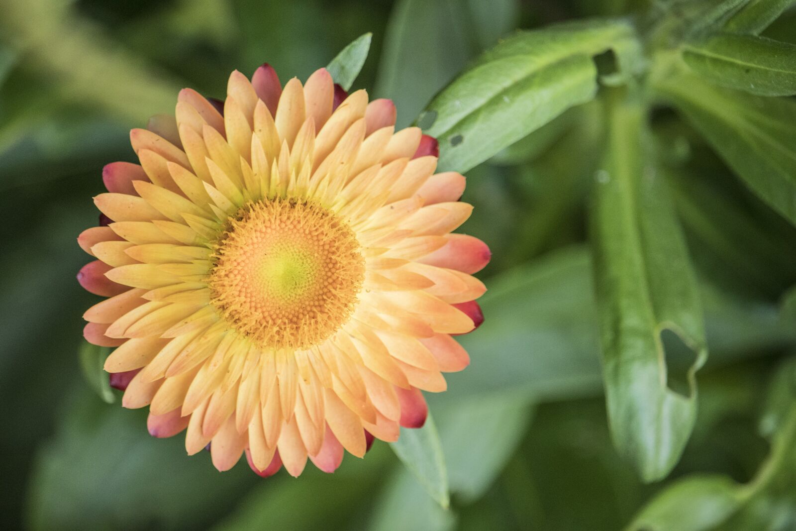 Canon EF-S 55-250mm F4-5.6 IS STM sample photo. Radial, flower, petals photography