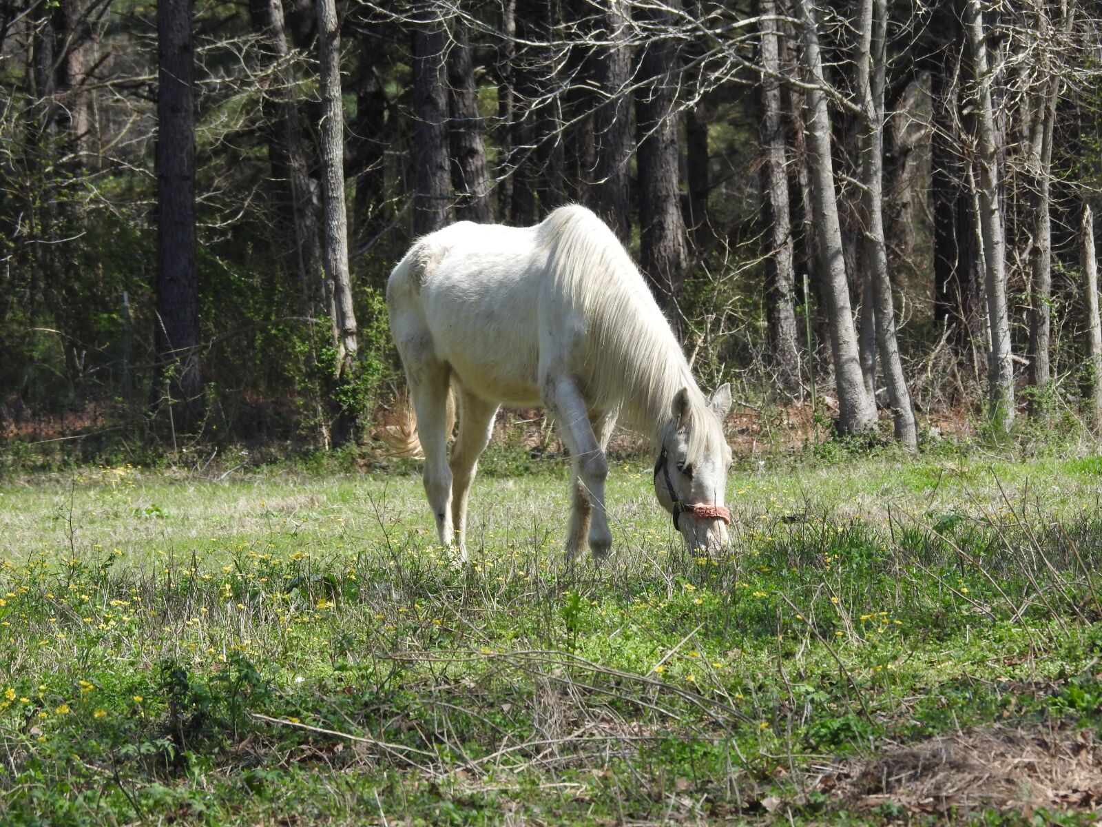 Nikon Coolpix P900 sample photo. Horse, land, barn photography