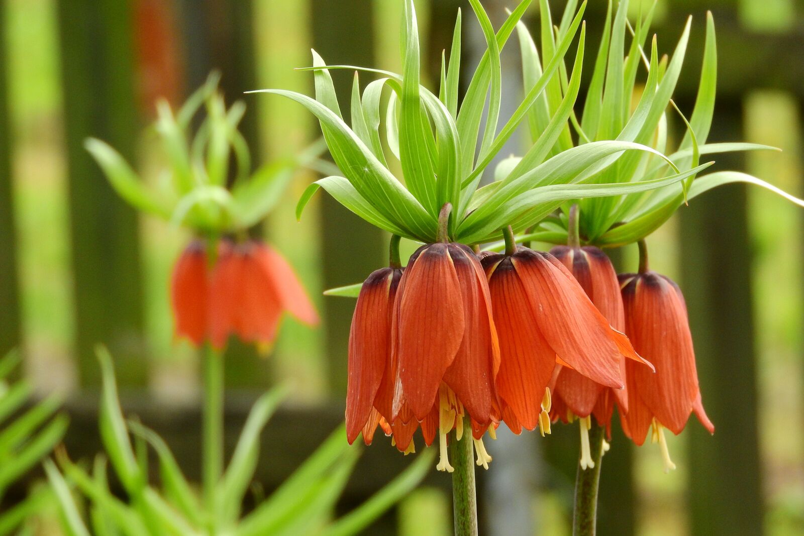 Nikon Coolpix P610 sample photo. Fritillaria imperialis, the son photography