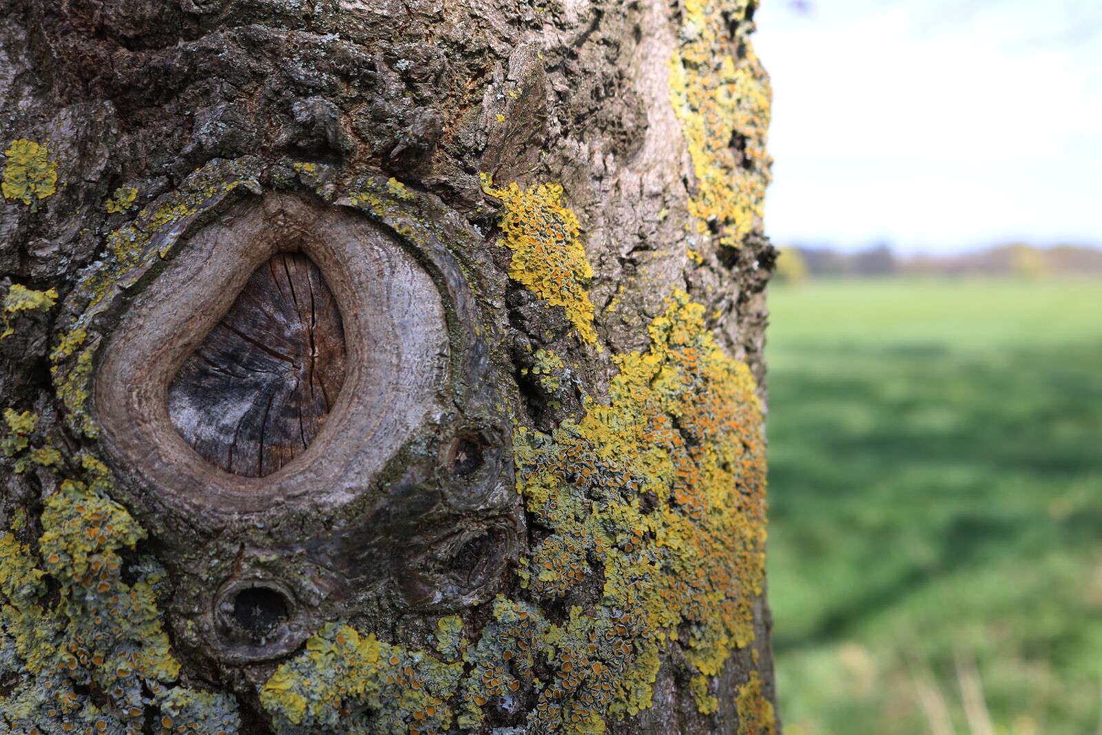 Canon EOS 750D (EOS Rebel T6i / EOS Kiss X8i) sample photo. Tree, old, nature photography
