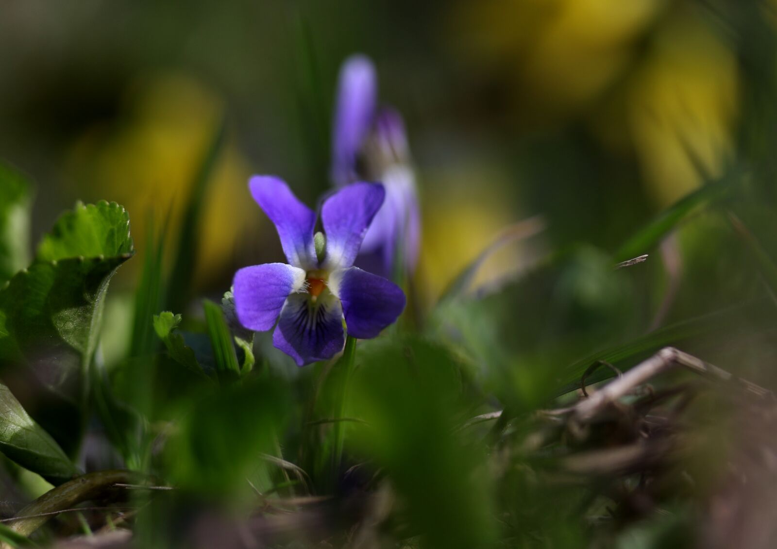 Canon EF-S 60mm F2.8 Macro USM sample photo. Micsunea, flower, blue photography