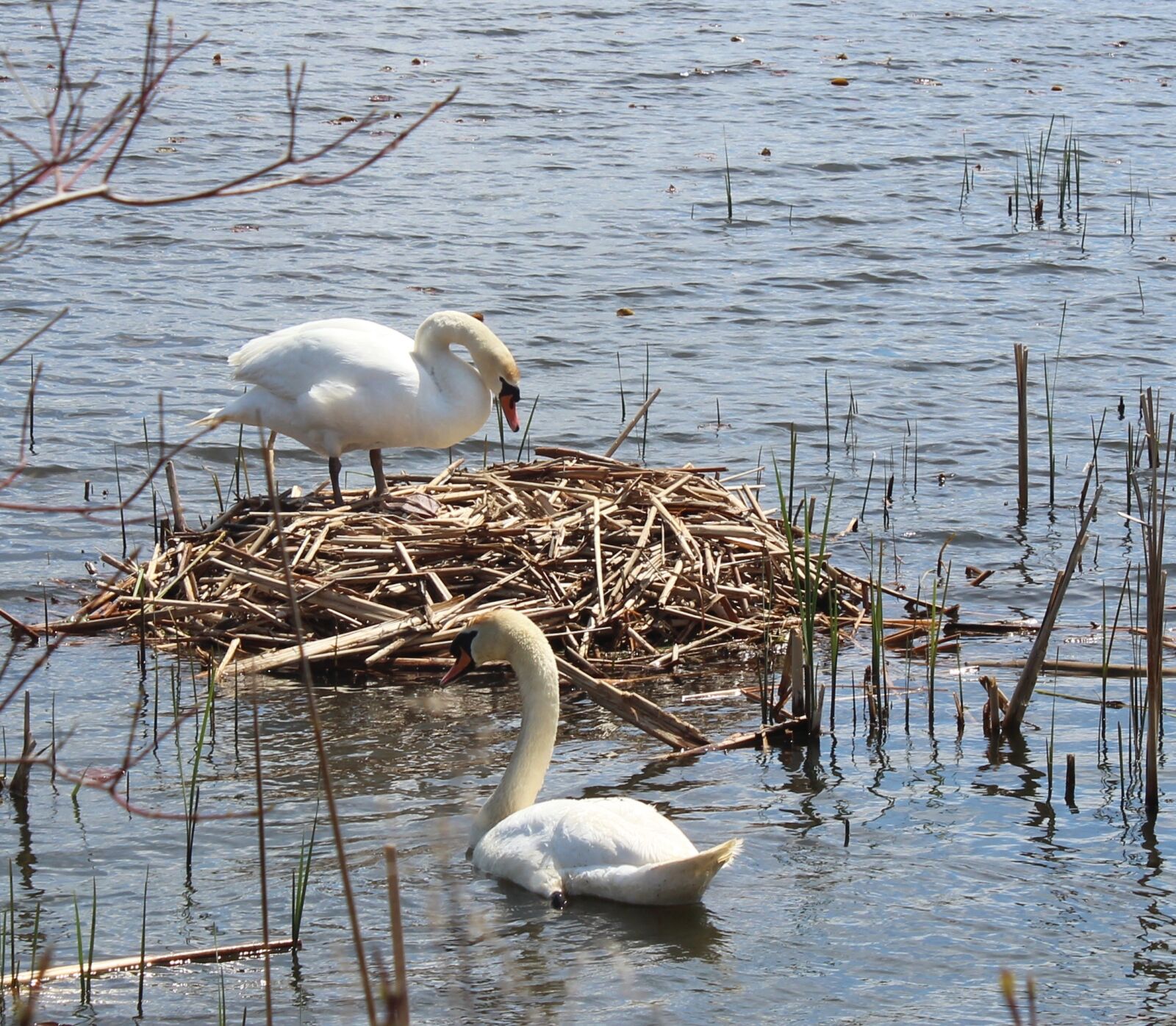 Canon EOS 600D (Rebel EOS T3i / EOS Kiss X5) + Canon EF-S 18-55mm F3.5-5.6 IS sample photo. Swans, nest, water photography