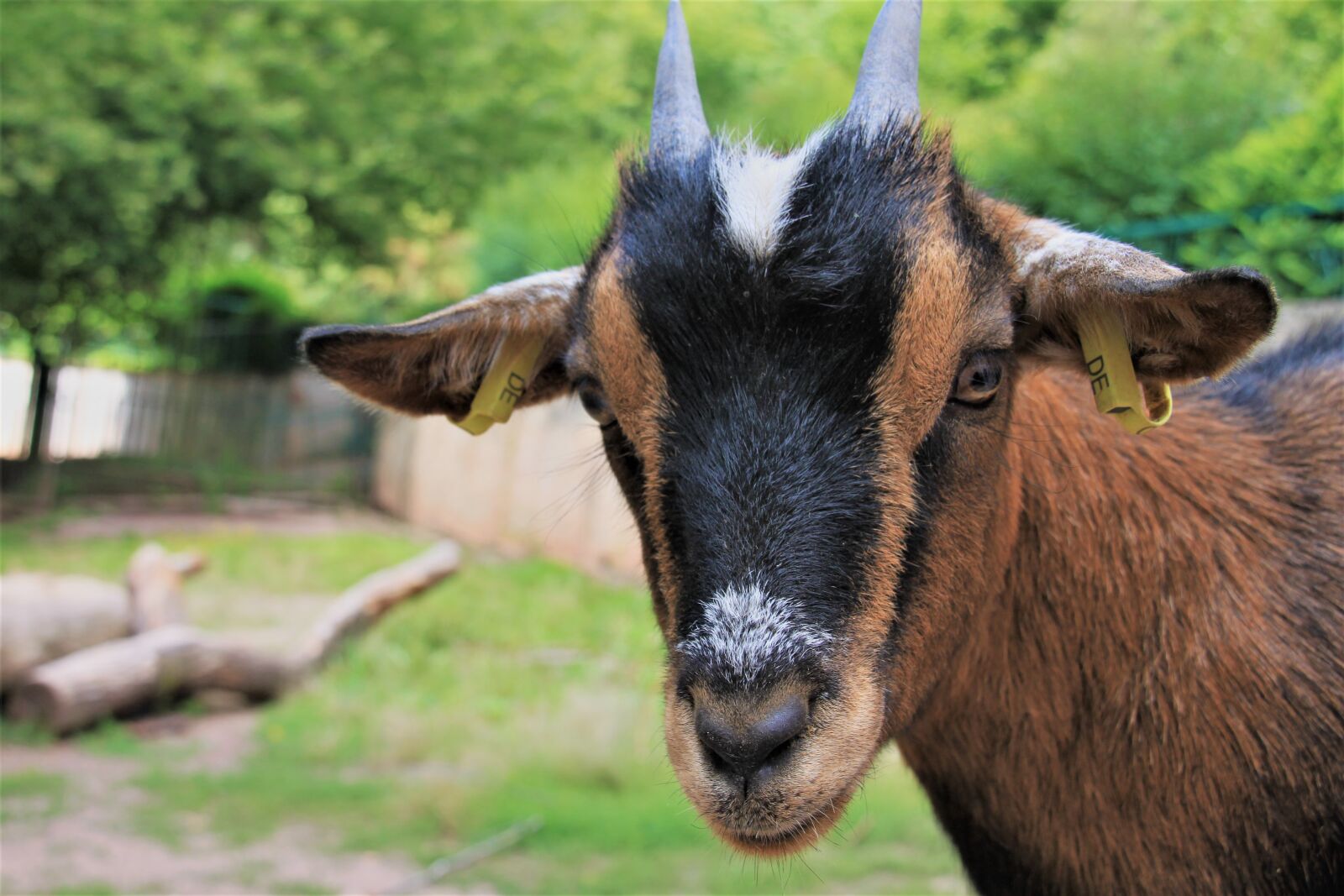 Canon EOS 500D (EOS Rebel T1i / EOS Kiss X3) sample photo. Goat, animal, nature photography