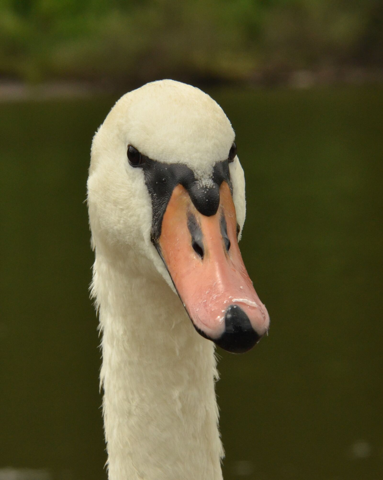 Nikon D7000 sample photo. Swan, mute swan, head photography
