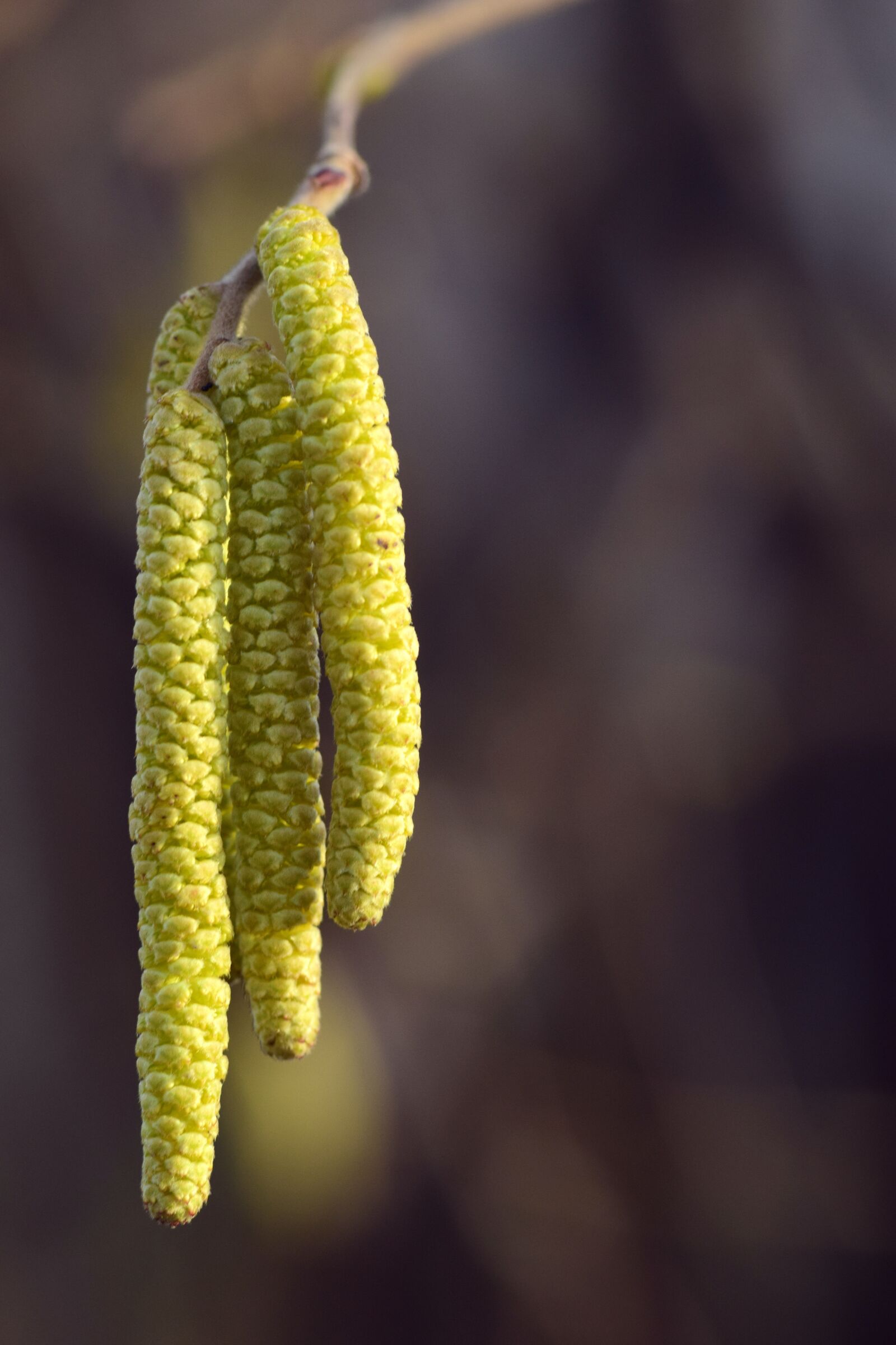 Nikon D3300 sample photo. Hazelnut, blossom, bloom photography