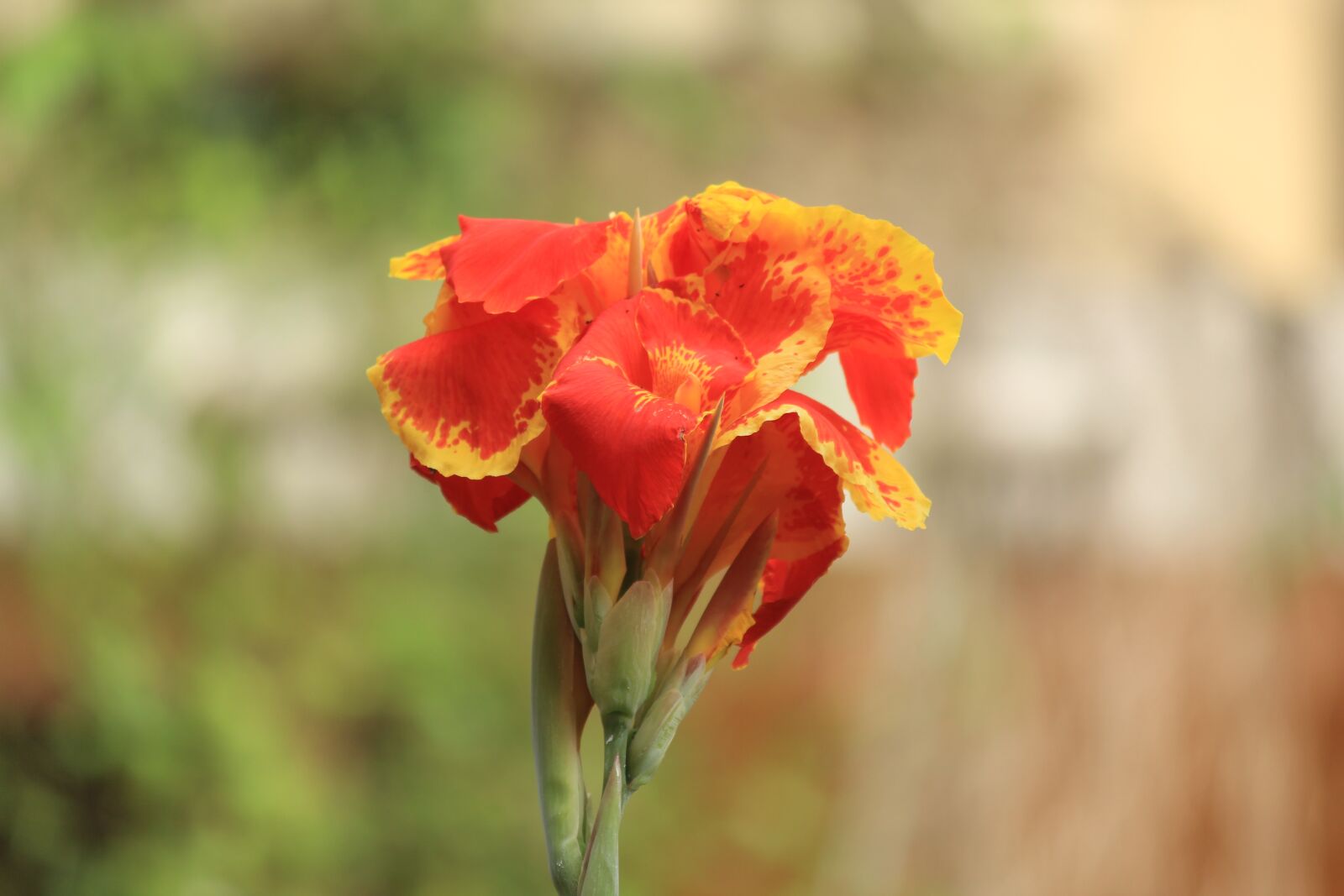 Canon EOS 1200D (EOS Rebel T5 / EOS Kiss X70 / EOS Hi) sample photo. Canna, flower, bloom photography