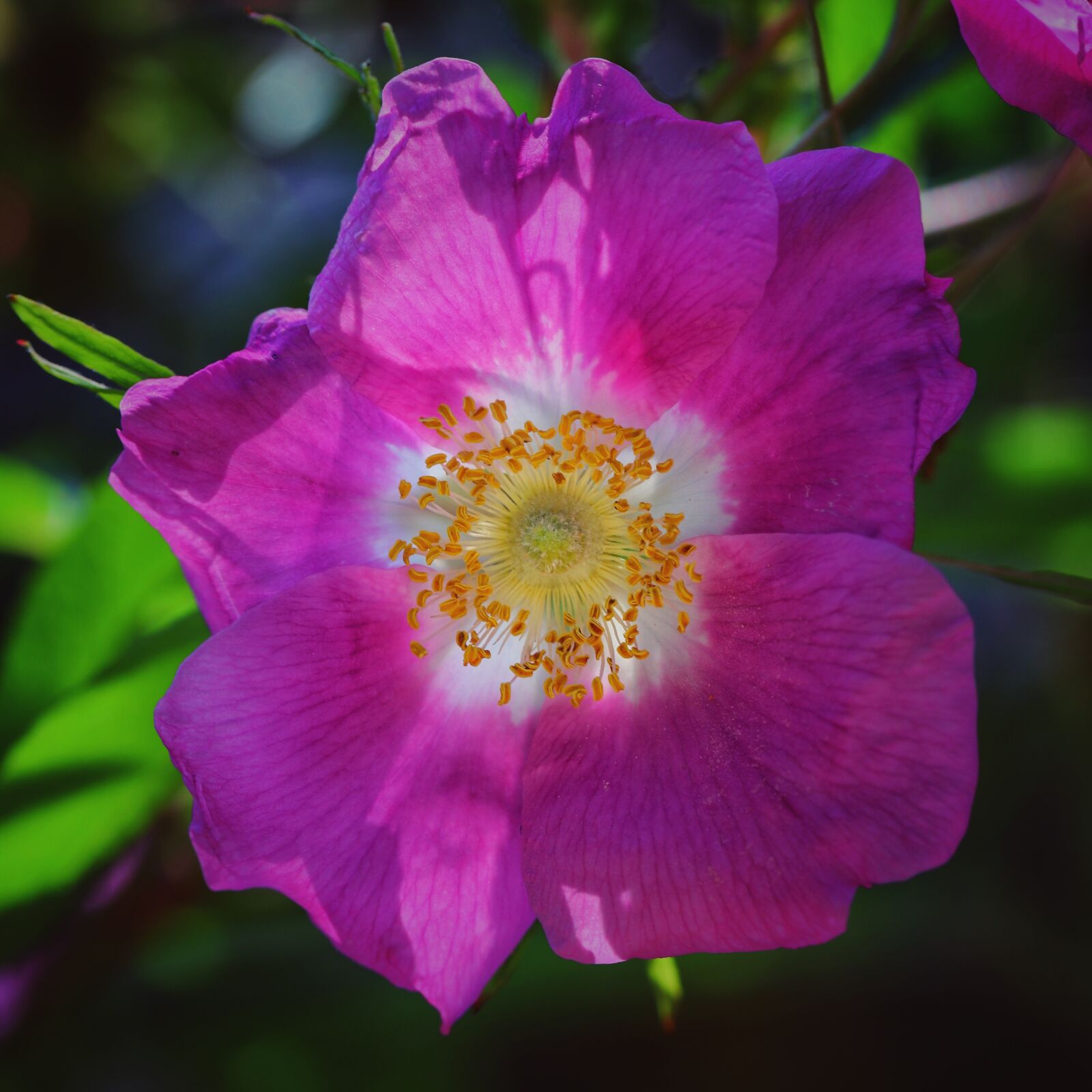 Canon EOS 6D Mark II sample photo. Rose, flower, macro photography
