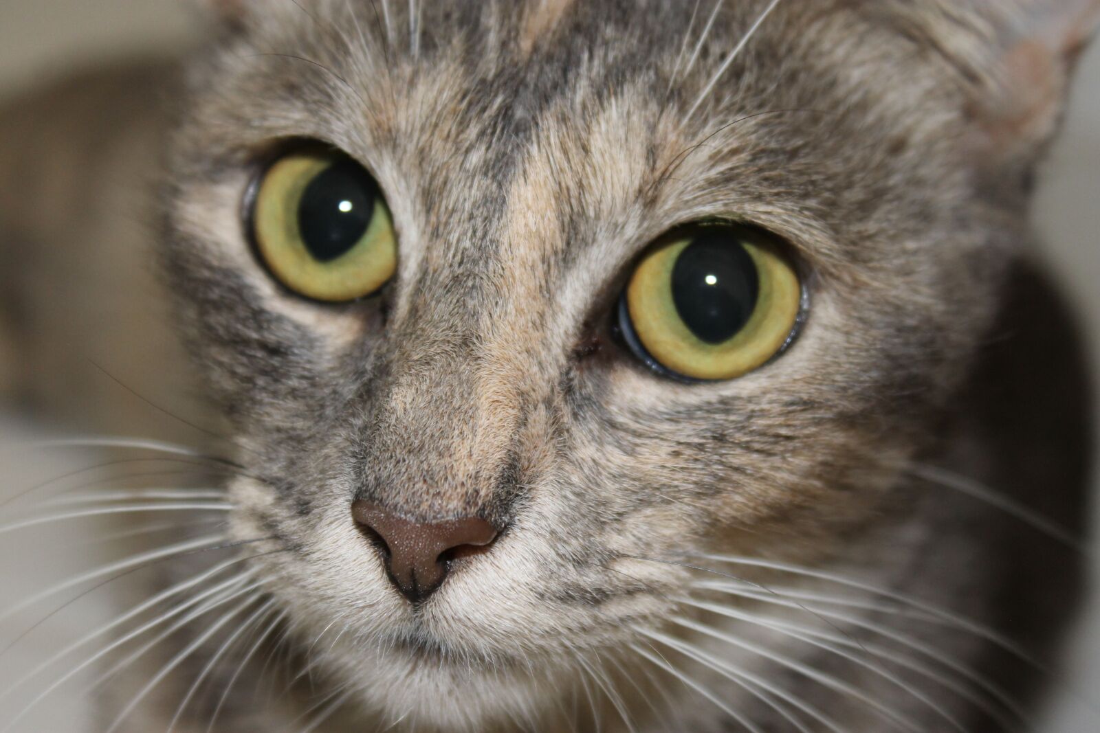 Canon EOS 1100D (EOS Rebel T3 / EOS Kiss X50) sample photo. Tabby, yellow eyes, feline photography