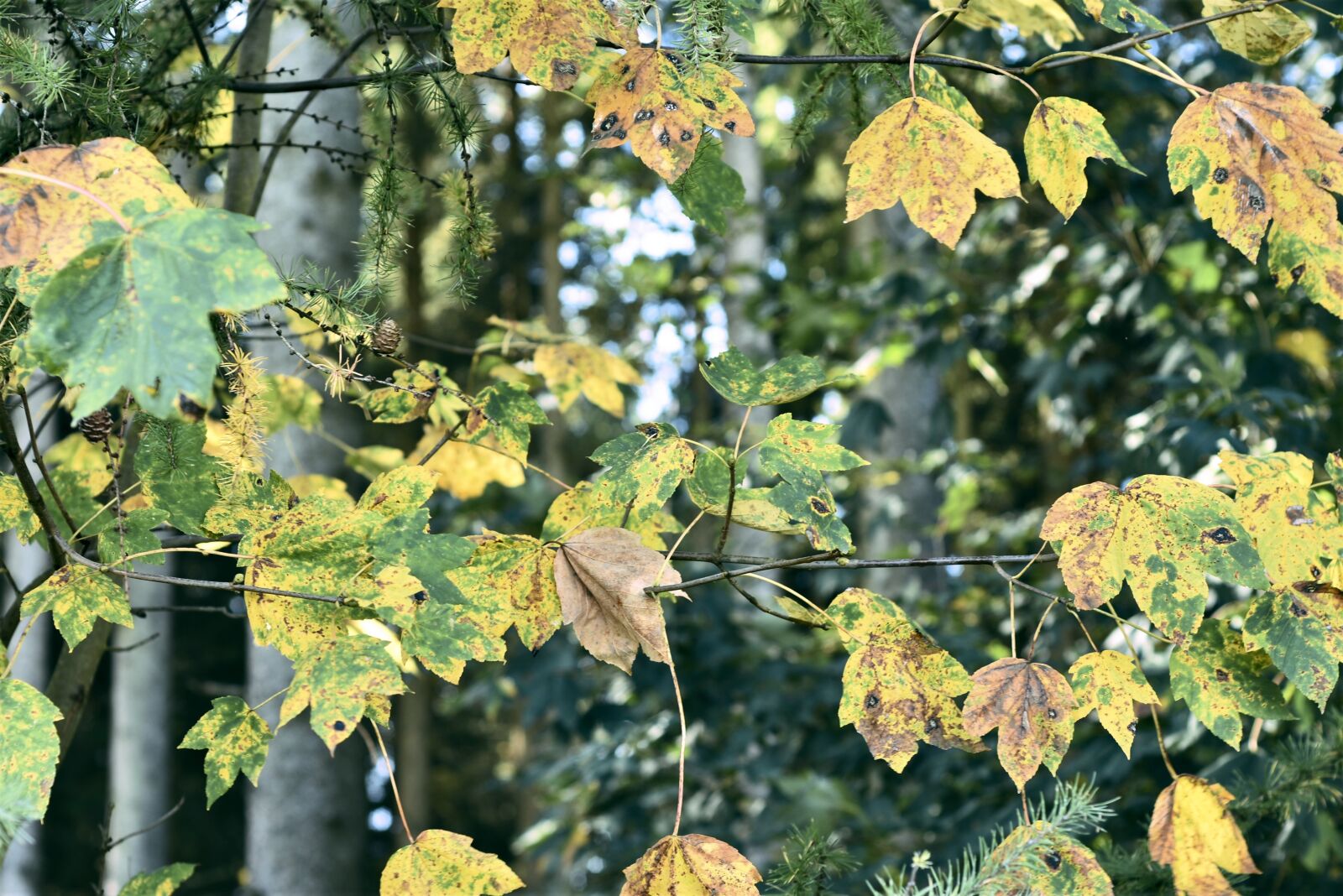 Nikon D7200 sample photo. Trees, leaves, autumn photography