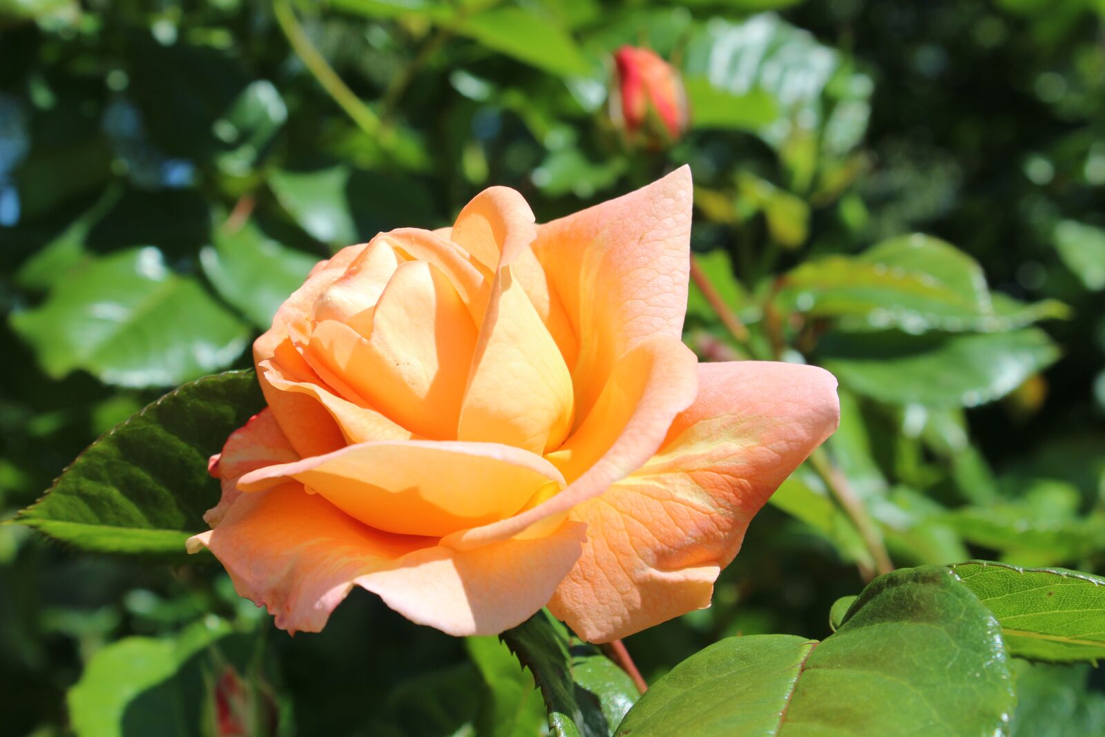 Canon EOS 600D (Rebel EOS T3i / EOS Kiss X5) sample photo. Rose, blossom, bloom photography
