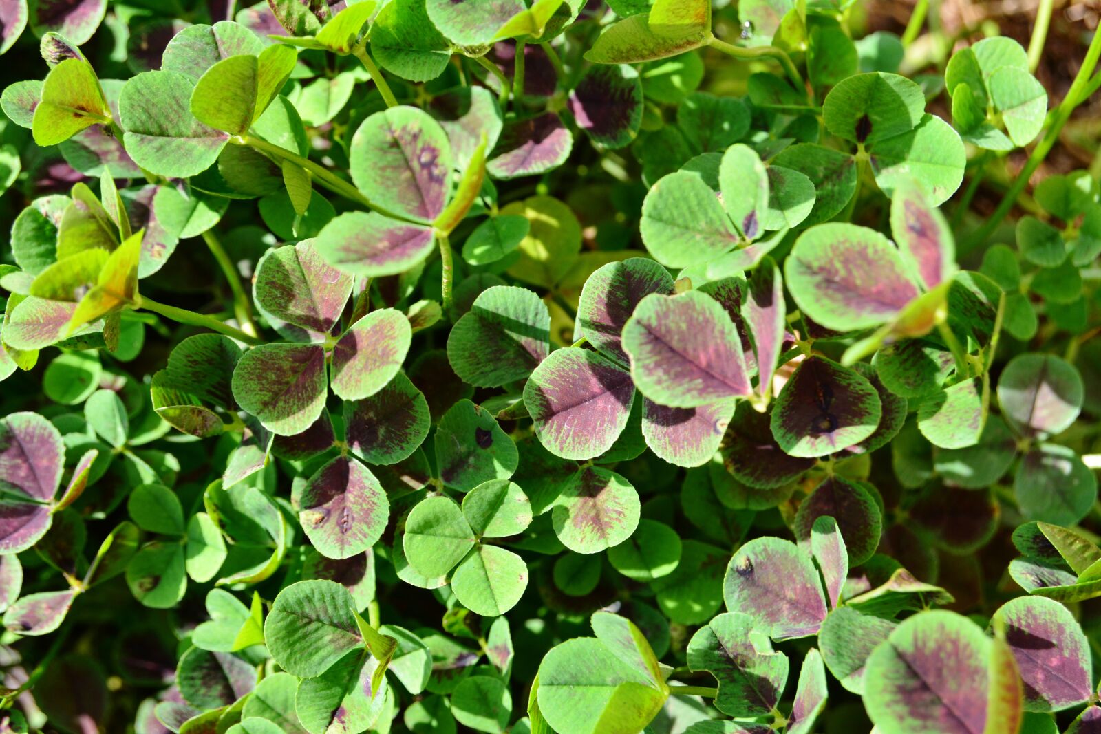 Nikon D5200 sample photo. Black, clover, trifolium repens photography