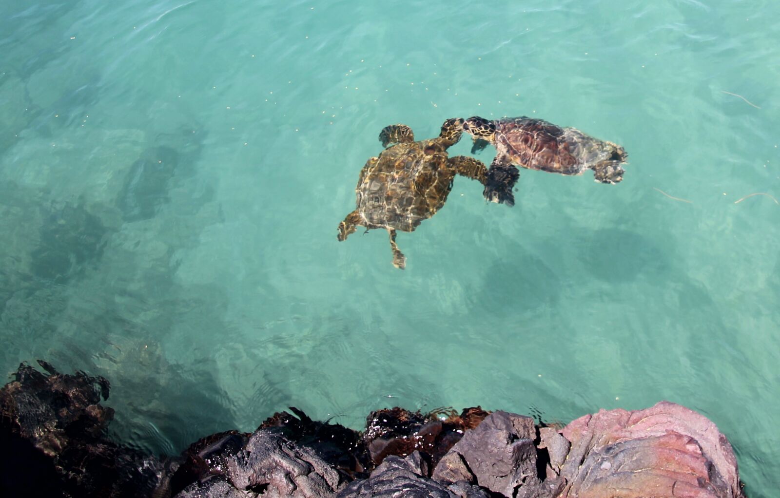Canon EOS 1100D (EOS Rebel T3 / EOS Kiss X50) sample photo. Turtles, love, sea photography