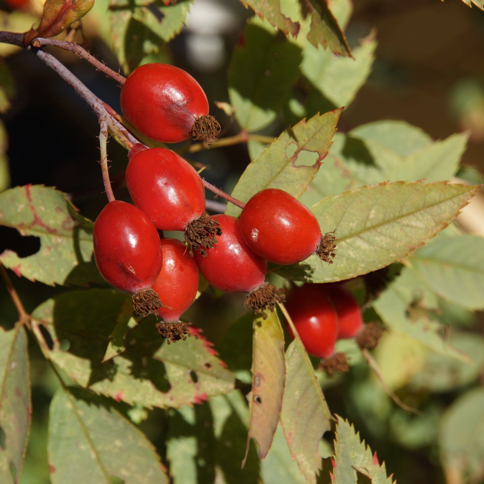 Sony Alpha NEX-7 + Sony E 18-200mm F3.5-6.3 OSS sample photo. Rose hip, berry, red photography