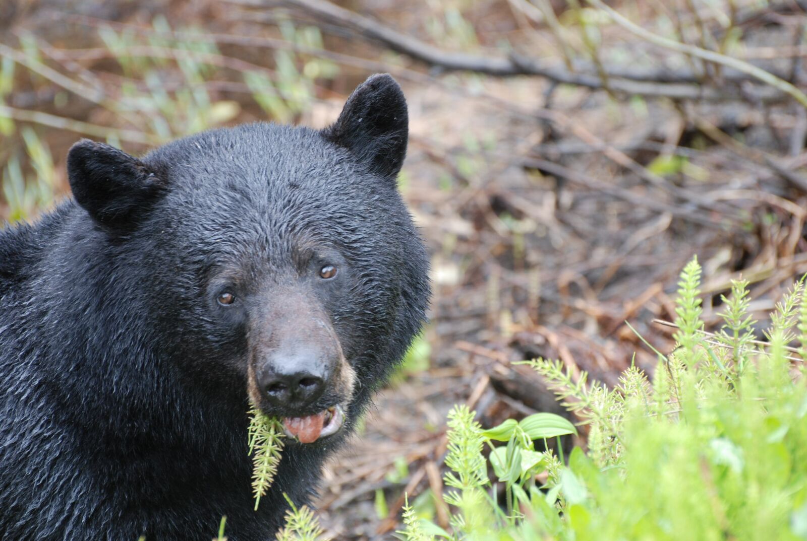 Nikon D80 sample photo. Black bear, animals, head photography