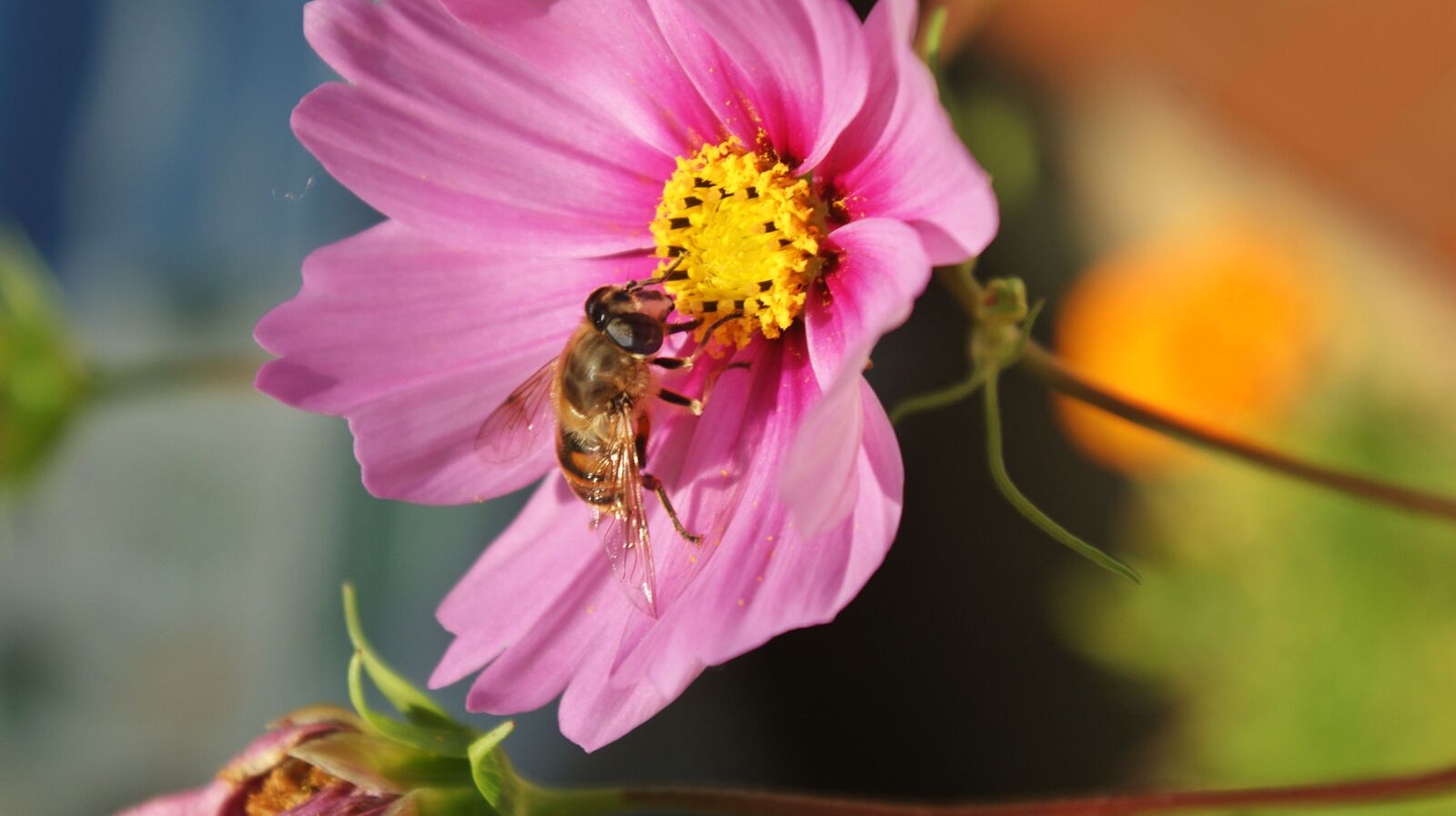 Sony Alpha DSLR-A350 sample photo. Summer, pink, flower photography