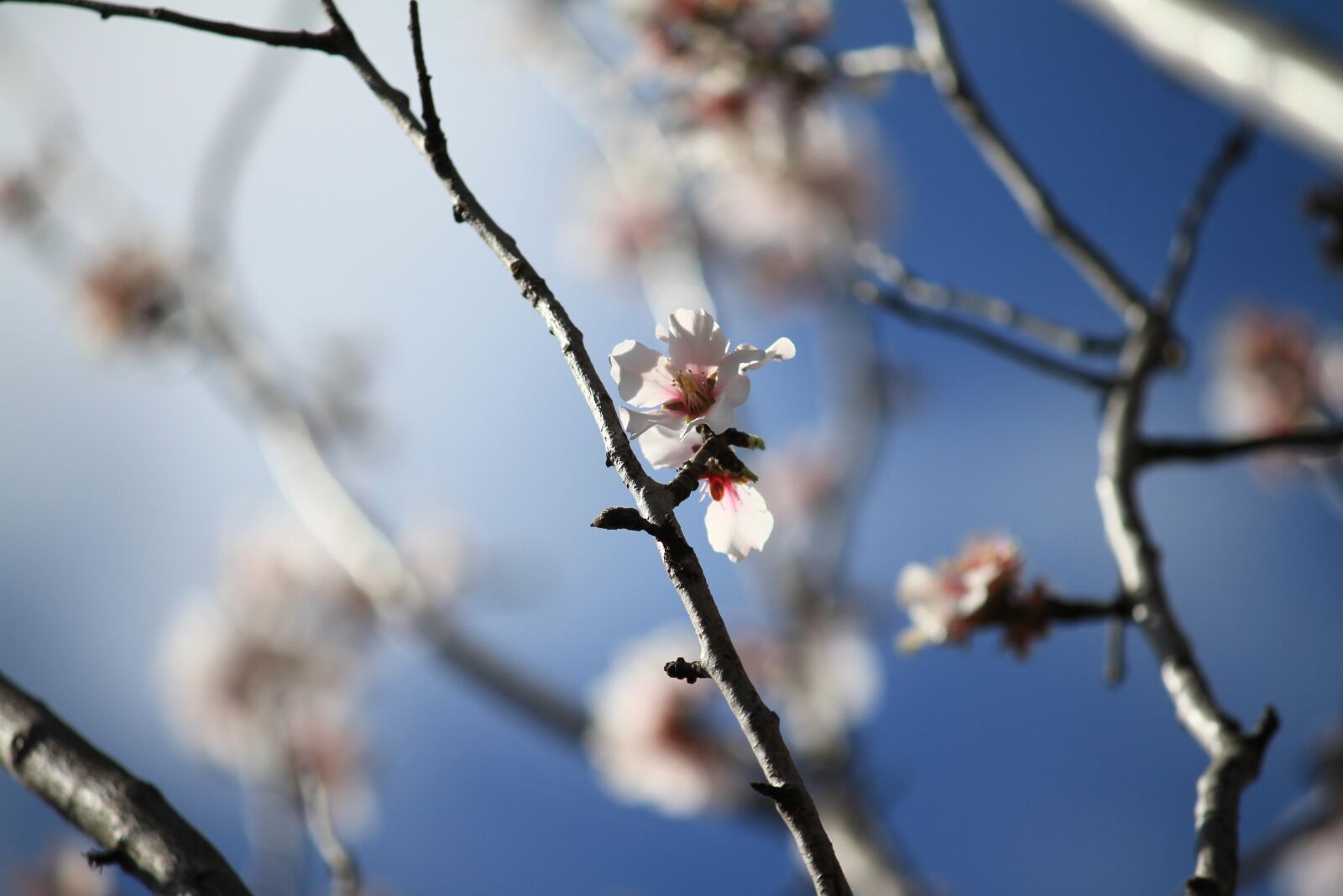 Canon EOS 7D sample photo. Almond tree, sky, flower photography