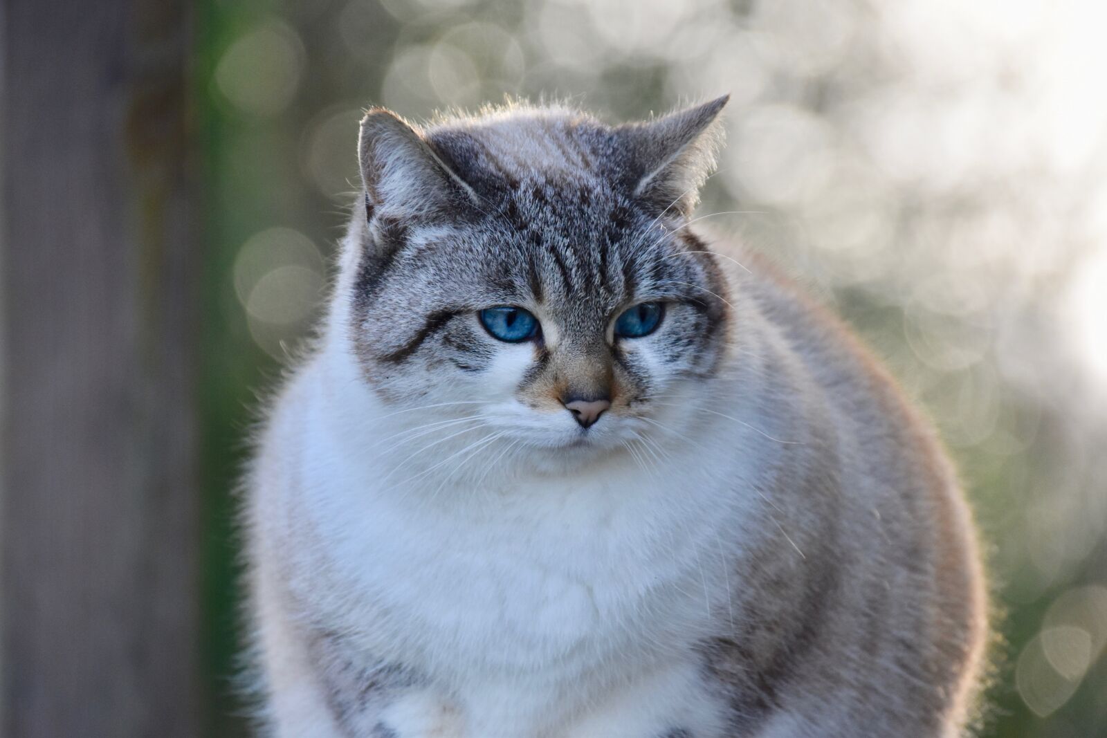 Nikon D5600 sample photo. Cat, truffle cat, nose photography
