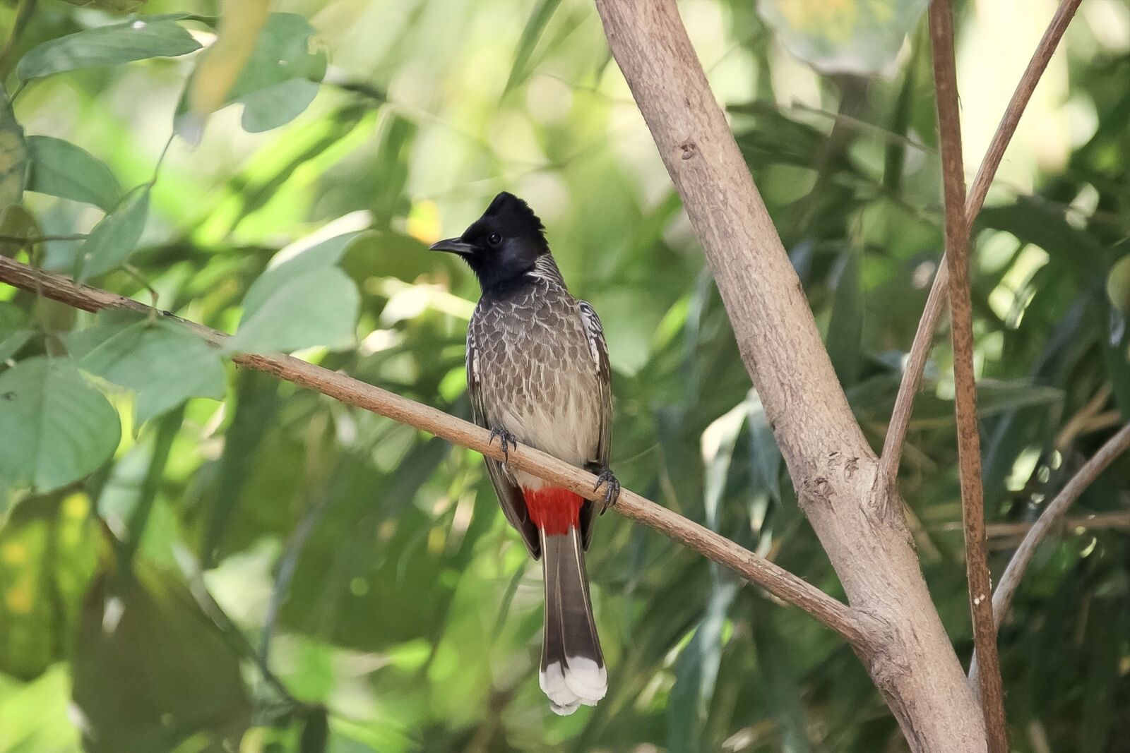 Canon EOS 600D (Rebel EOS T3i / EOS Kiss X5) sample photo. Nature, wildlife, bird photography