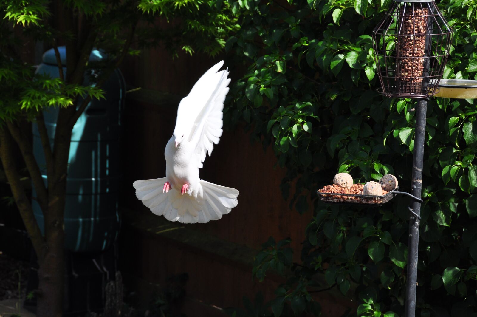 Nikon D90 sample photo. Dove, in, flight photography