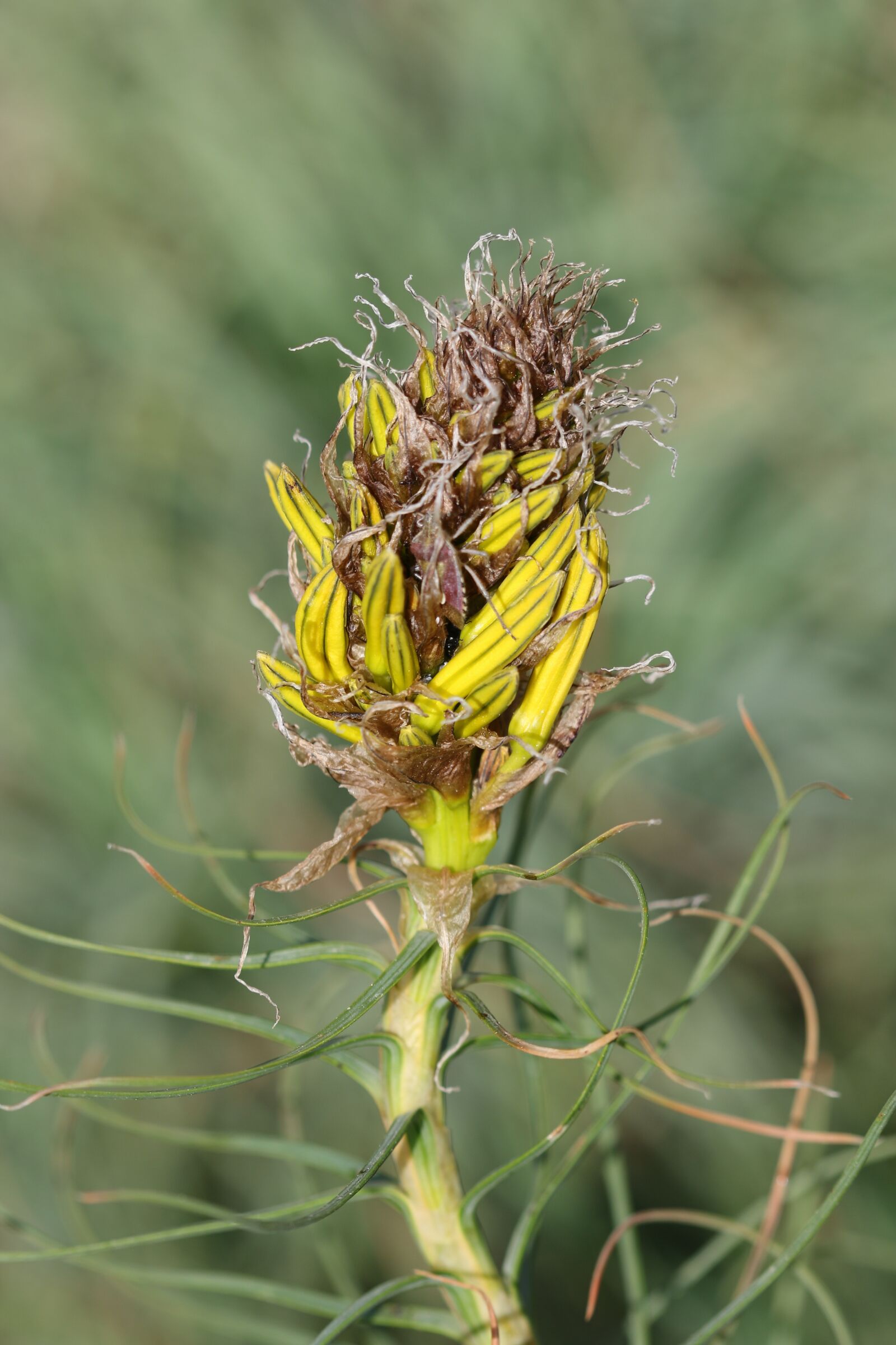 Canon EOS 70D + Canon EF 100mm F2.8 Macro USM sample photo. Green, yellow, flower photography