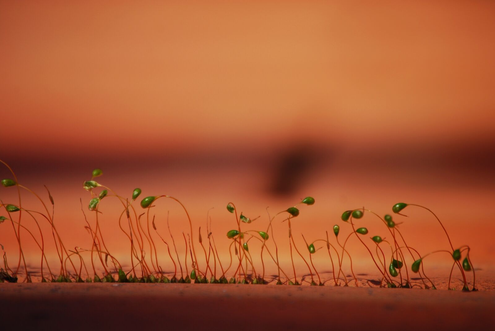 Nikon D60 sample photo. Moss, plants, background photography