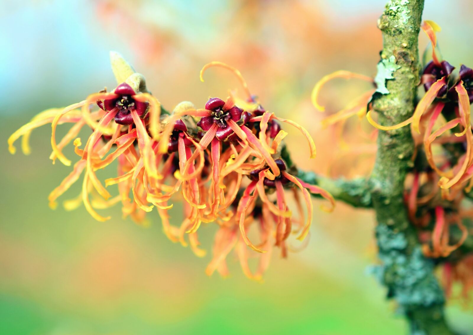 Nikon D5100 sample photo. Wood, branch, petals, pistil photography