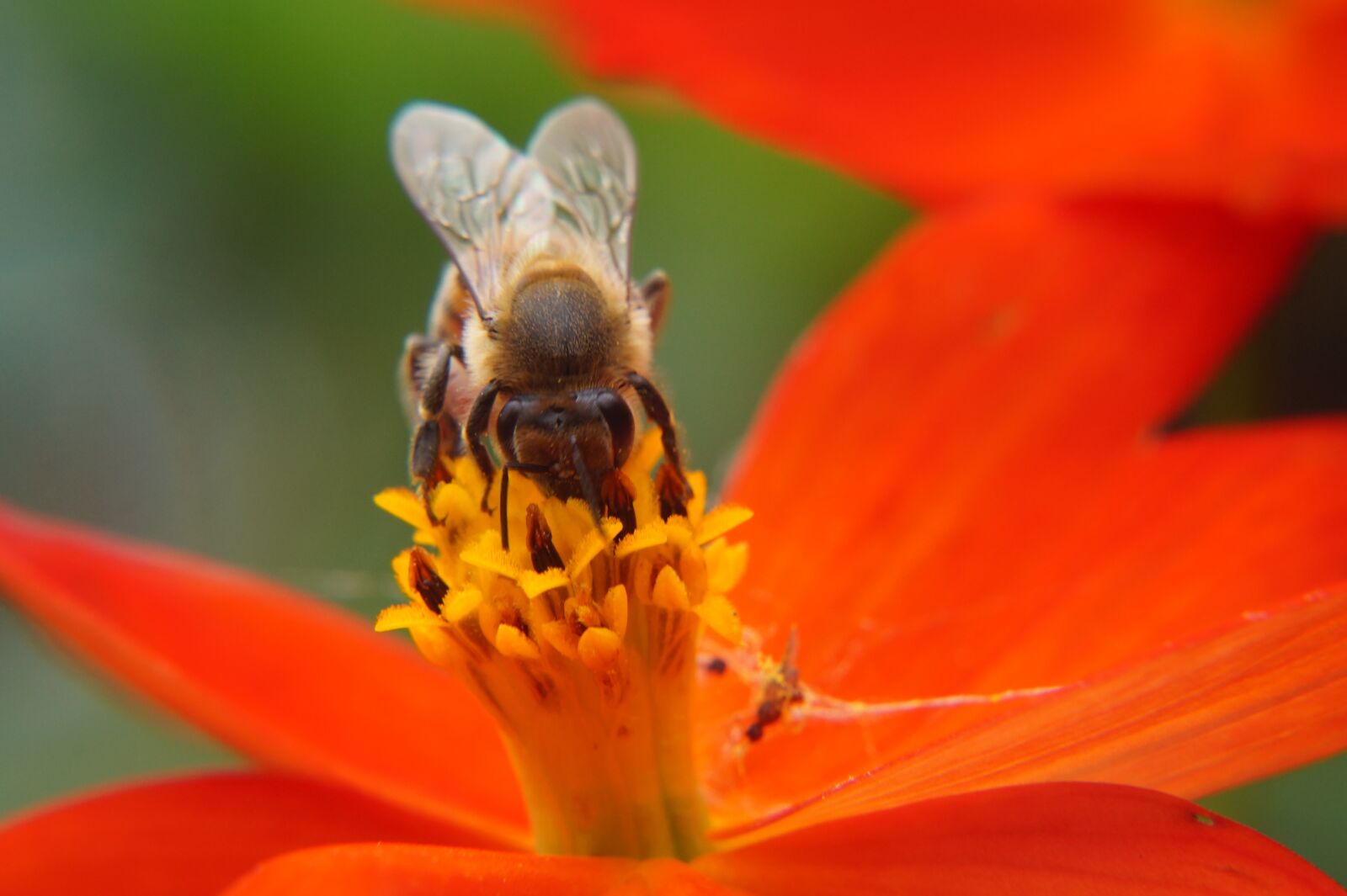 Sony Alpha a3000 sample photo. Bee, pollination, flower photography