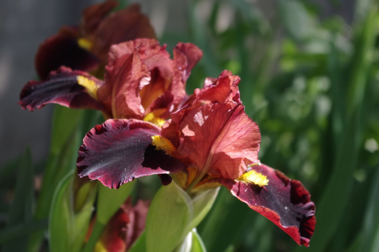 Pentax K-r sample photo. Iris, flower, garden photography