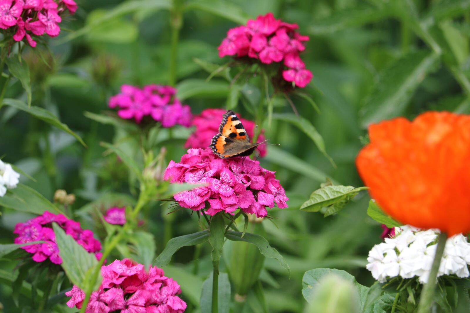 Canon EOS 750D (EOS Rebel T6i / EOS Kiss X8i) sample photo. Butterfly, hives, insect photography