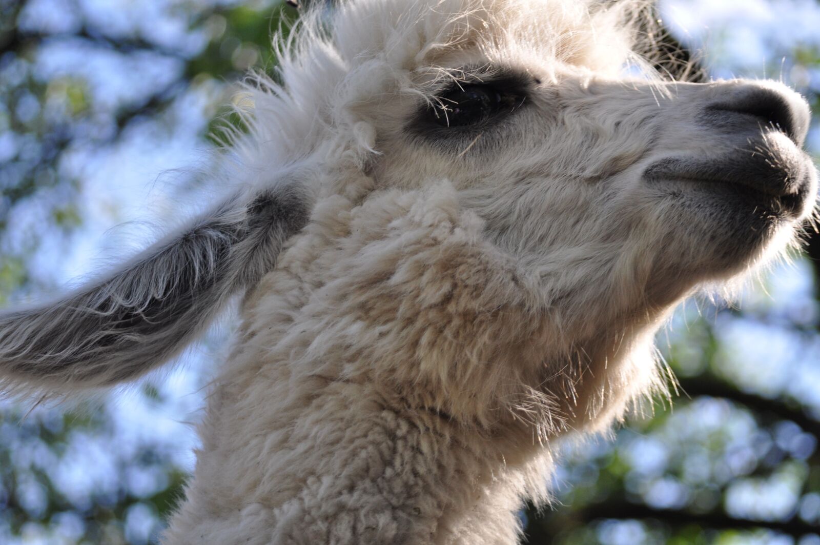 Nikon D5000 sample photo. Lama, alpaca, hairy photography
