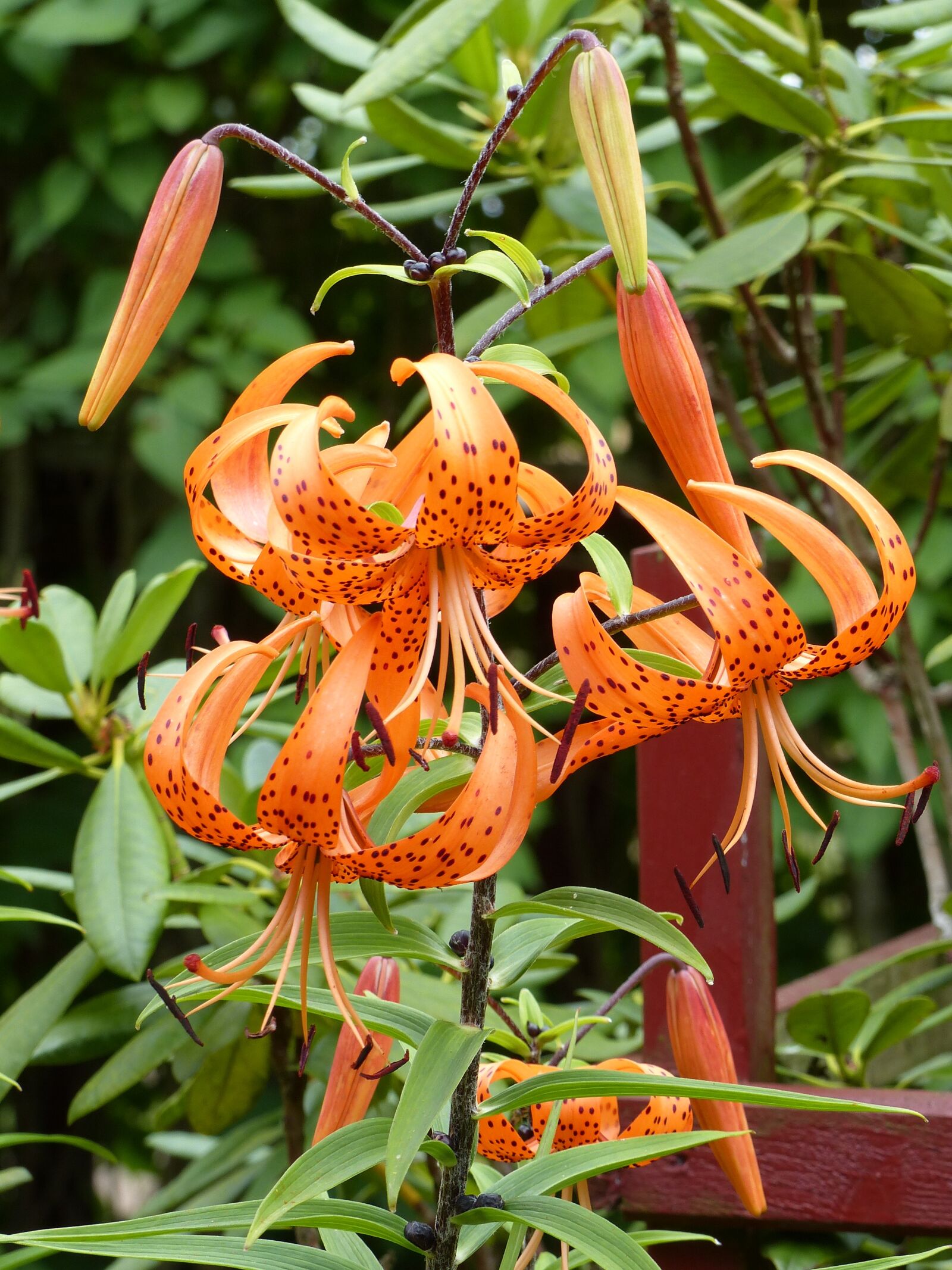 Panasonic Lumix DMC-FZ200 sample photo. Tiger lily, flowers, orange photography