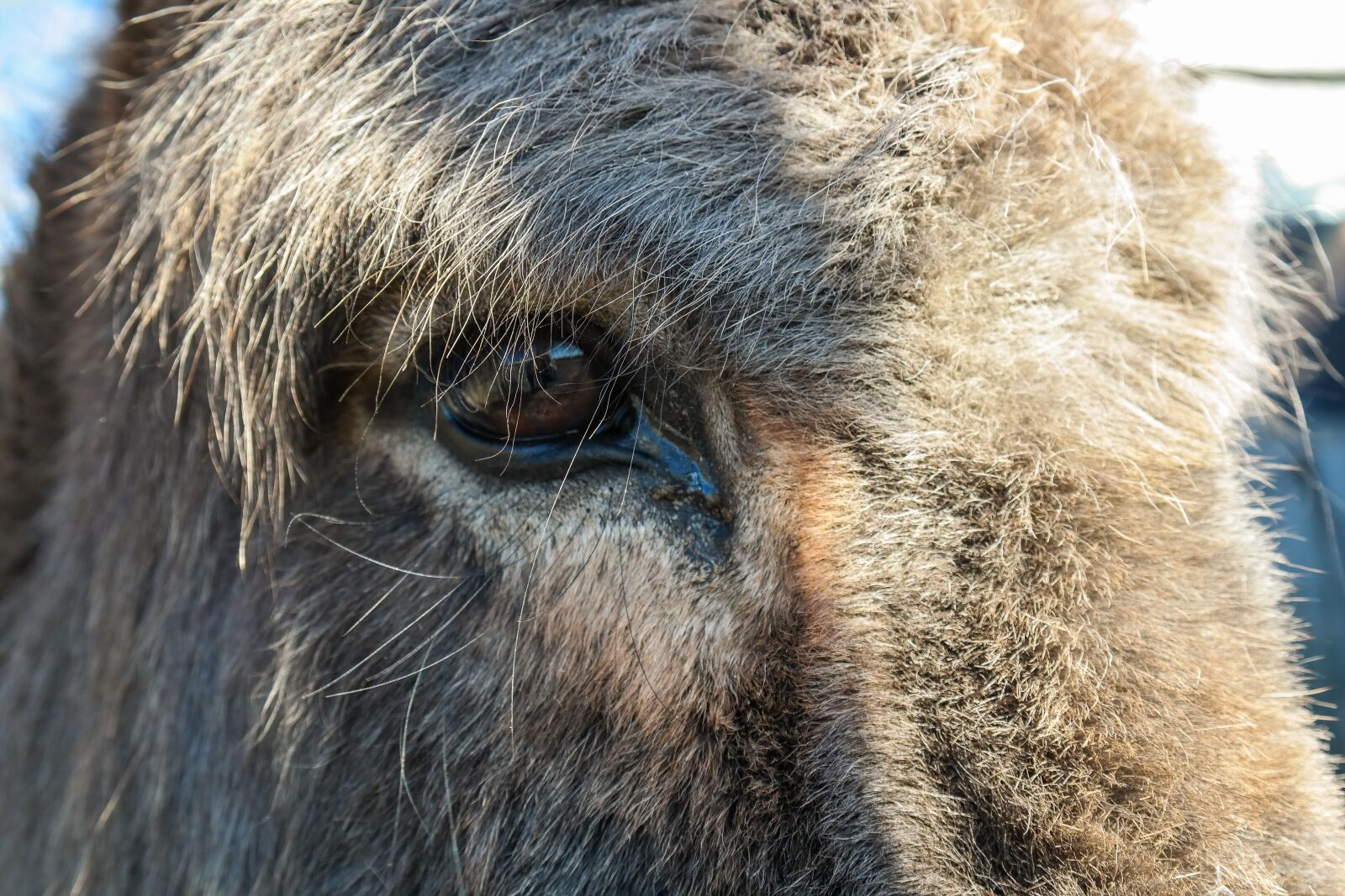 Samsung NX300 sample photo. Donkey, livestock, ungulate photography