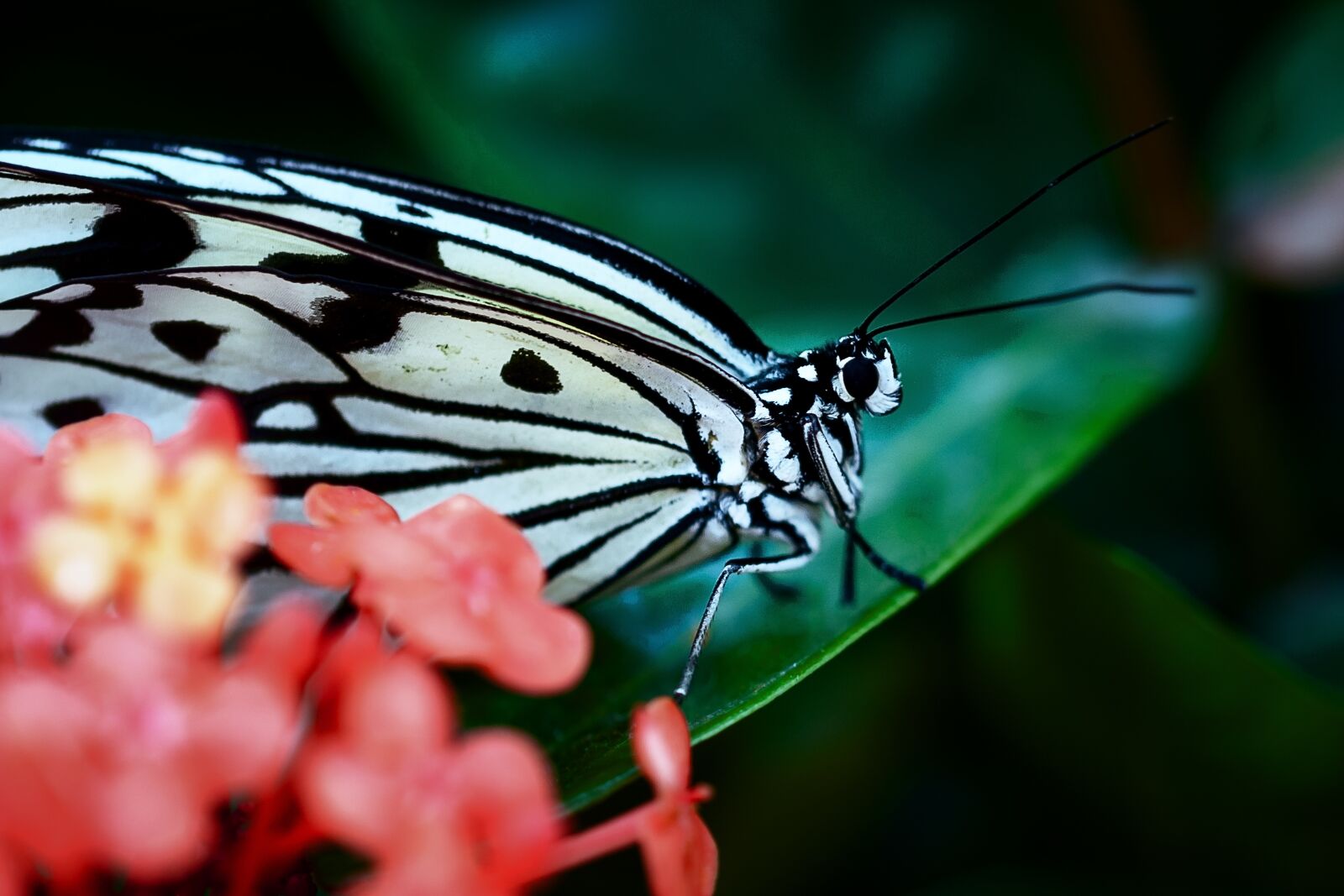 Tamron SP AF 60mm F2 Di II LD IF Macro sample photo. Butterfly, flower, insect photography