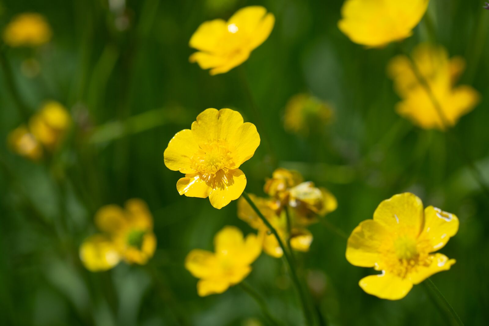 Nikon D7100 sample photo. Buttercup, yellow, flowers photography