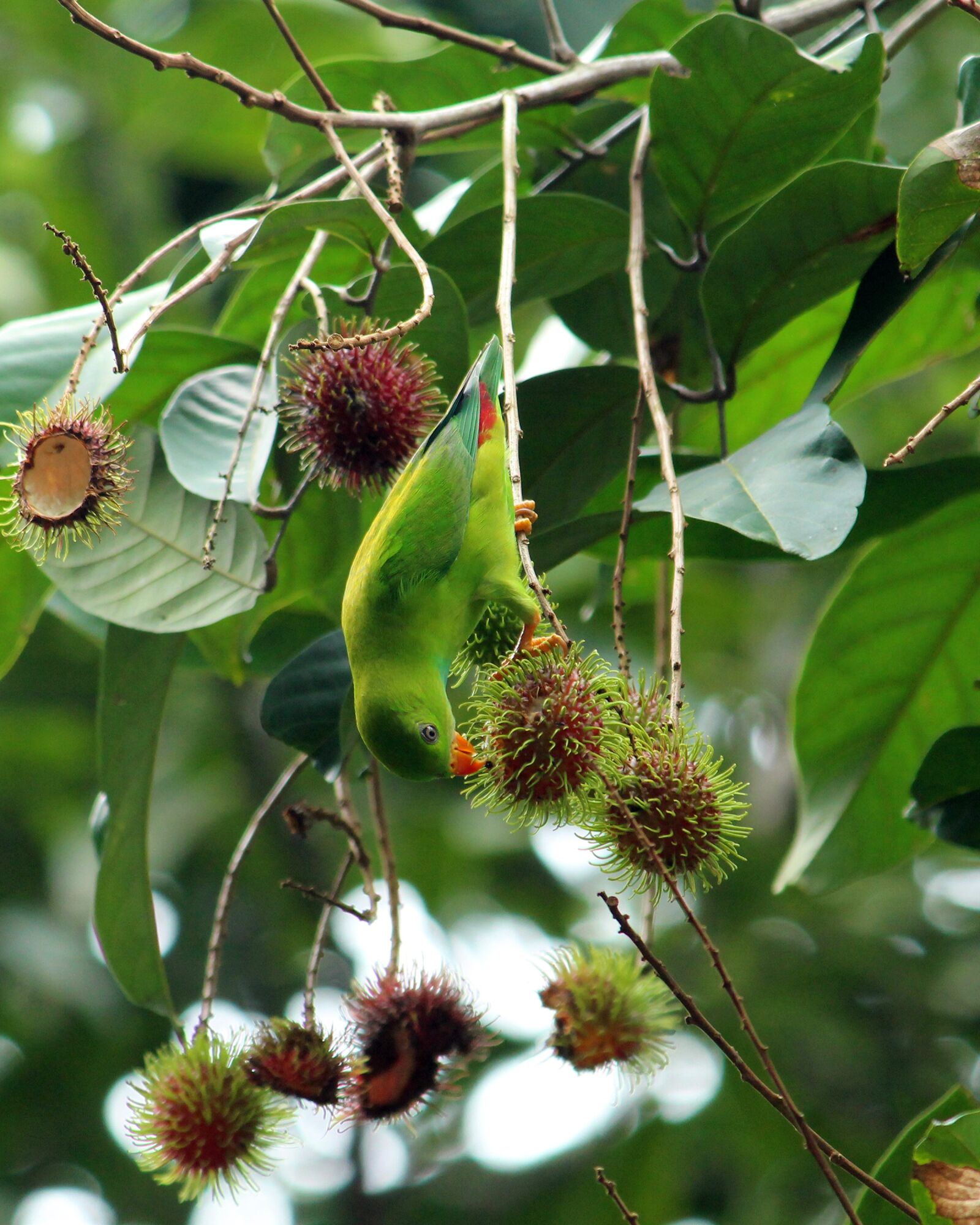 Canon EOS 1300D (EOS Rebel T6 / EOS Kiss X80) sample photo. Kerala, india, parrot photography
