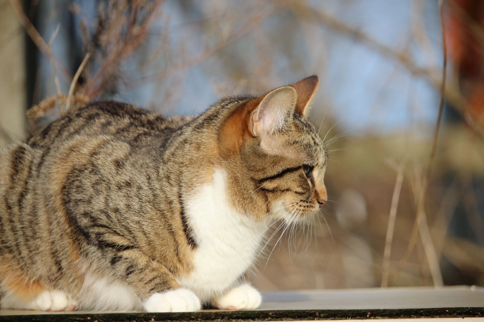 Canon EOS 100D (EOS Rebel SL1 / EOS Kiss X7) sample photo. Cat, kitten, young cat photography