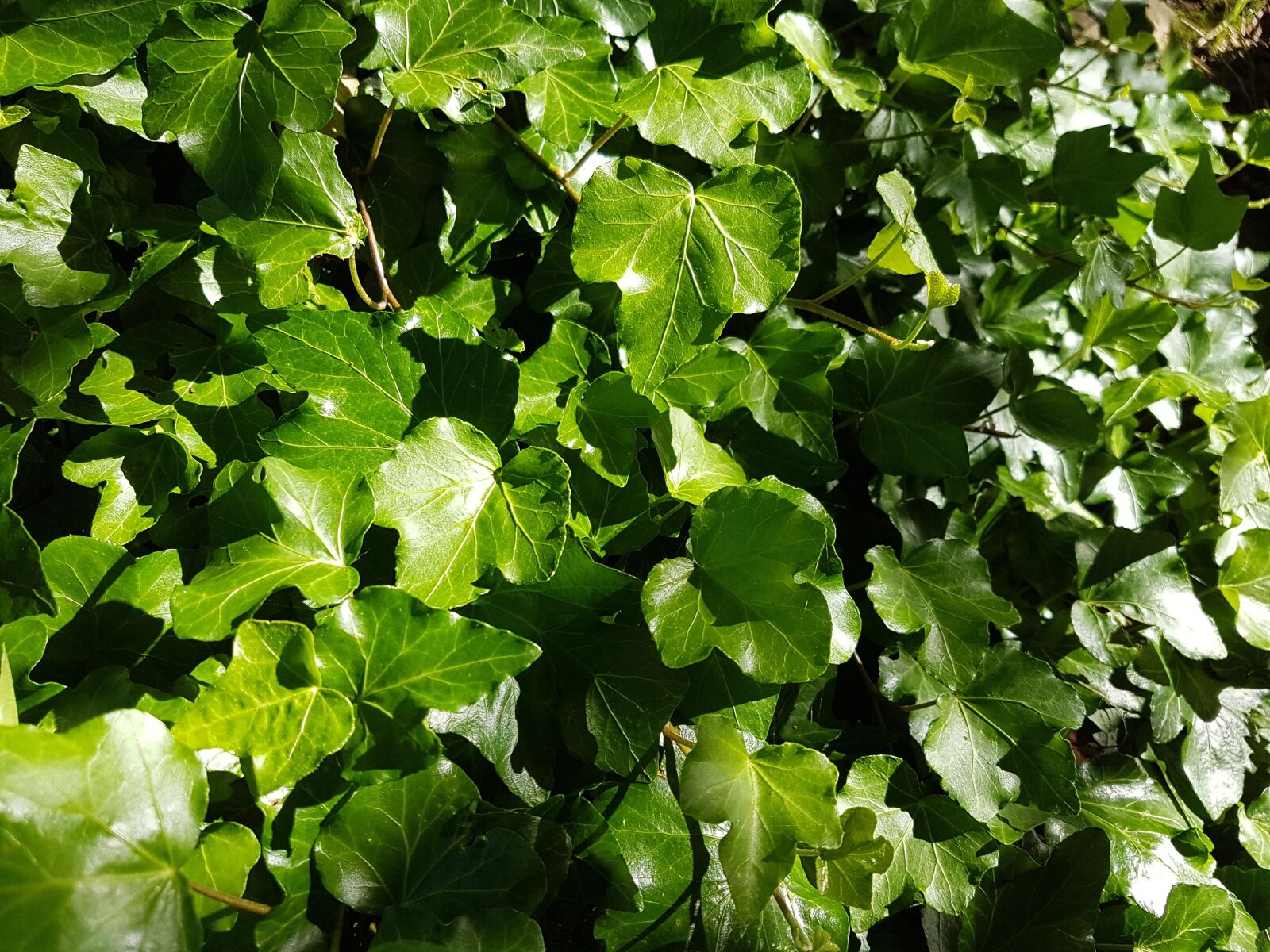 Samsung Galaxy S7 sample photo. Ivy, leaves, green photography