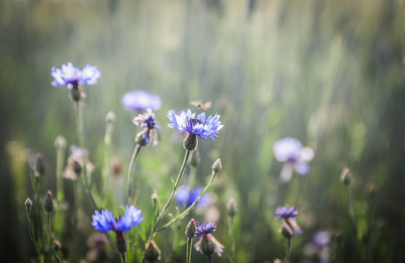 Canon EOS 5D Mark IV sample photo. Cornflower, blue, meadow photography