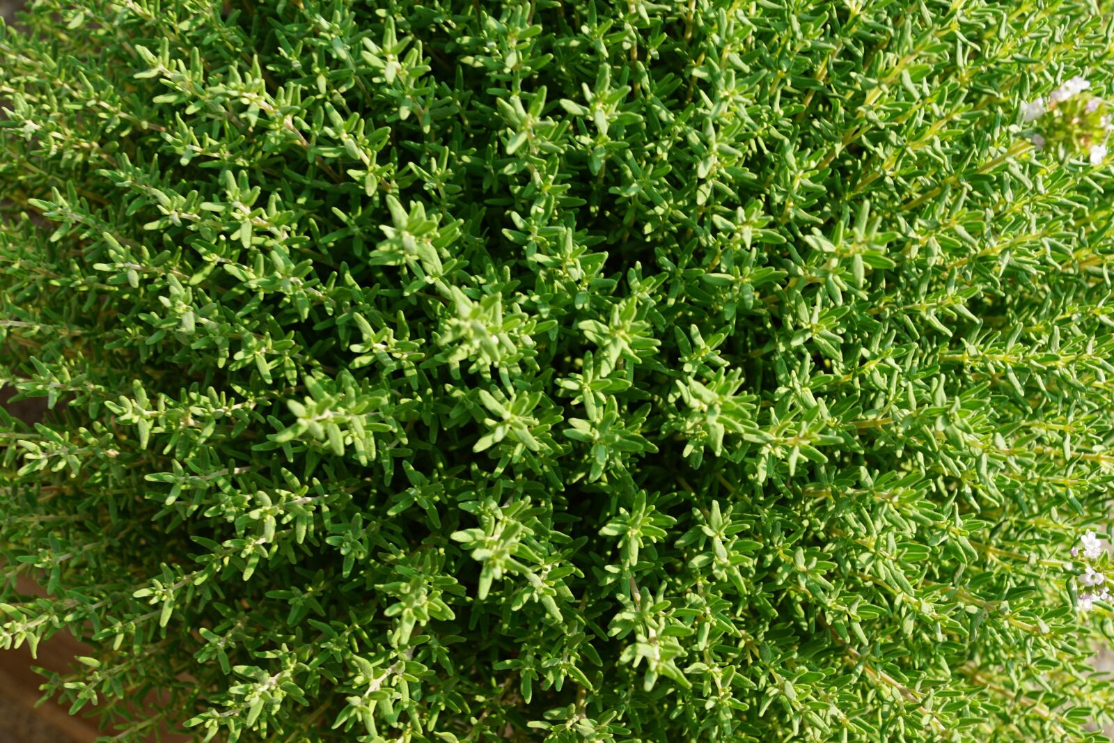 Sony ILCA-77M2 + Sony DT 16-50mm F2.8 SSM sample photo. Thyme, summer, herb photography