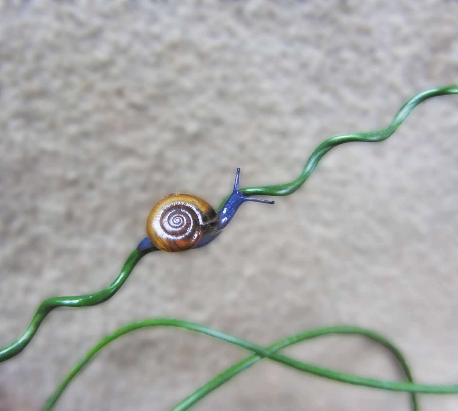 Canon PowerShot SX230 HS sample photo. Snail, blue snail, squiggle photography