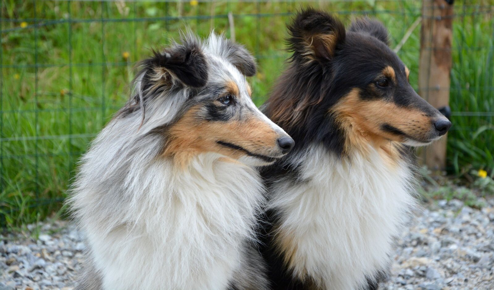 Nikon D5200 sample photo. Dog, dogs, shetland sheepdog photography