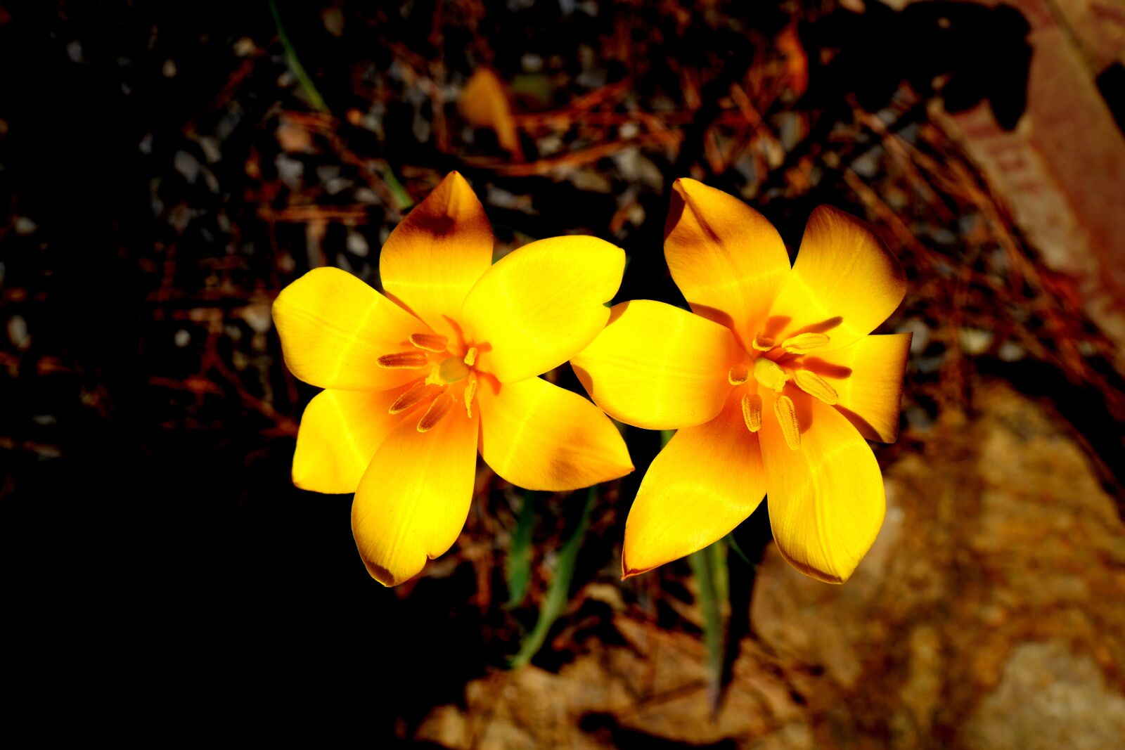 Leica Q (Typ 116) sample photo. Yellow, flower, nature photography