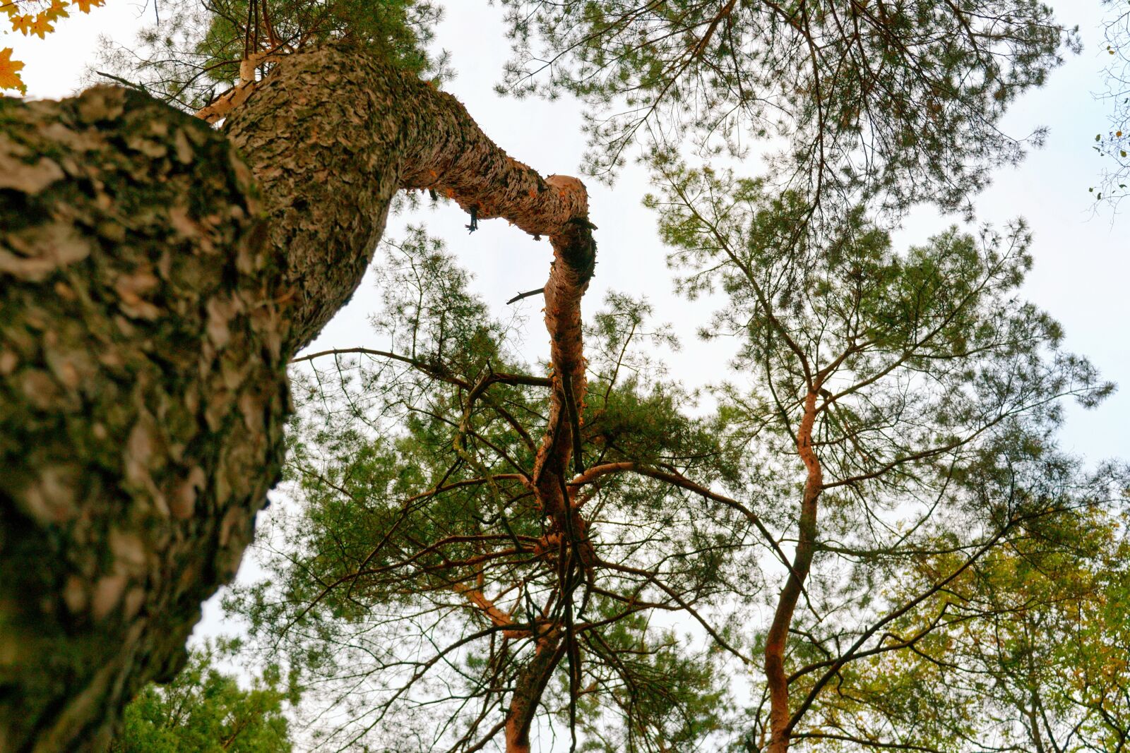Nikon D3100 sample photo. Twigs, trees, forest photography